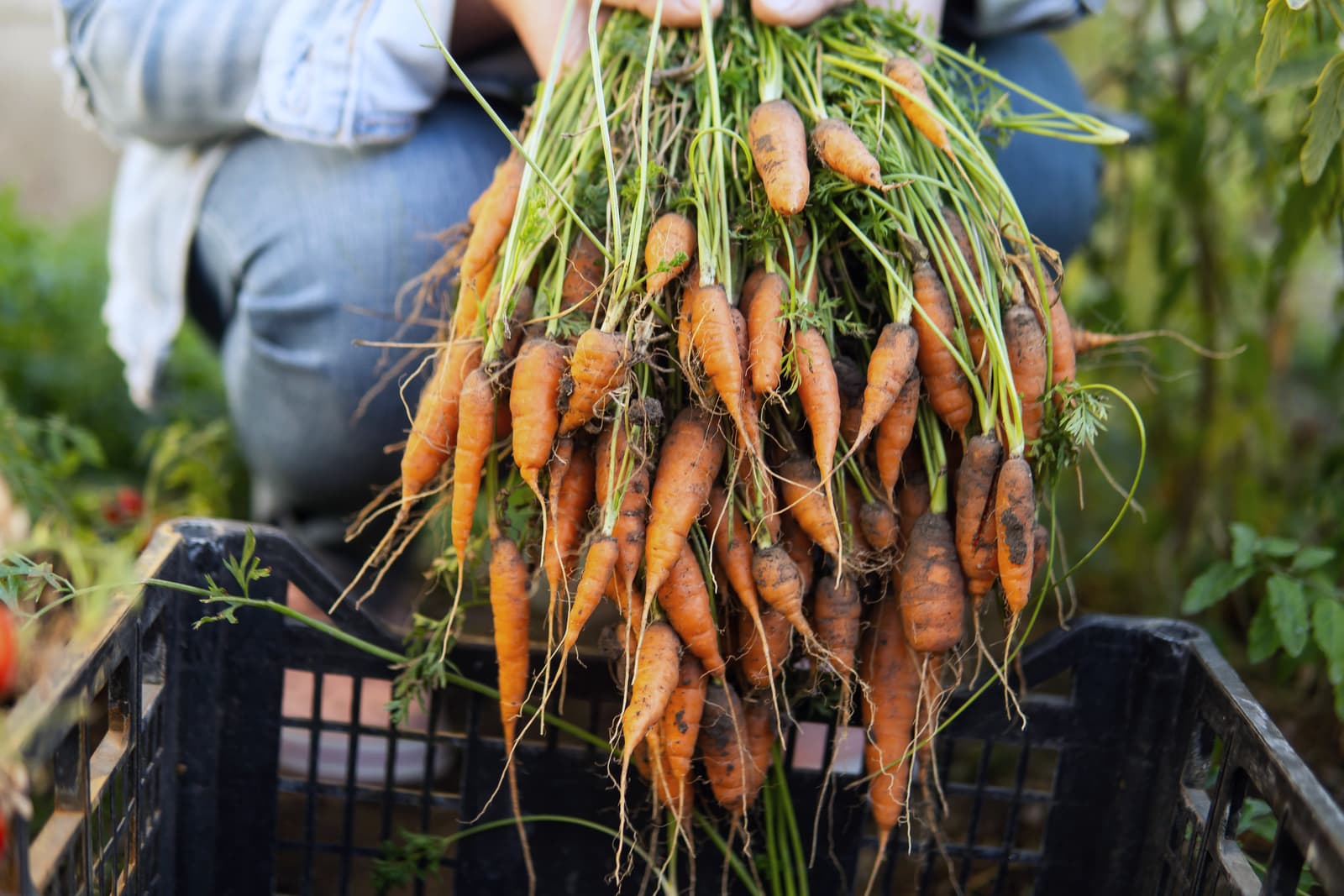 A farmer holding a fresh-pulled bunch of carrots over a harvest crate