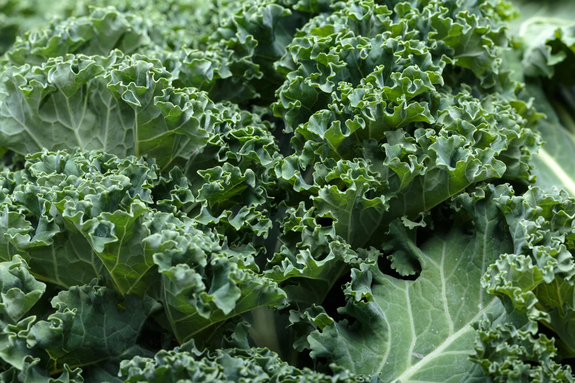 Close-up of curly green kale leaves