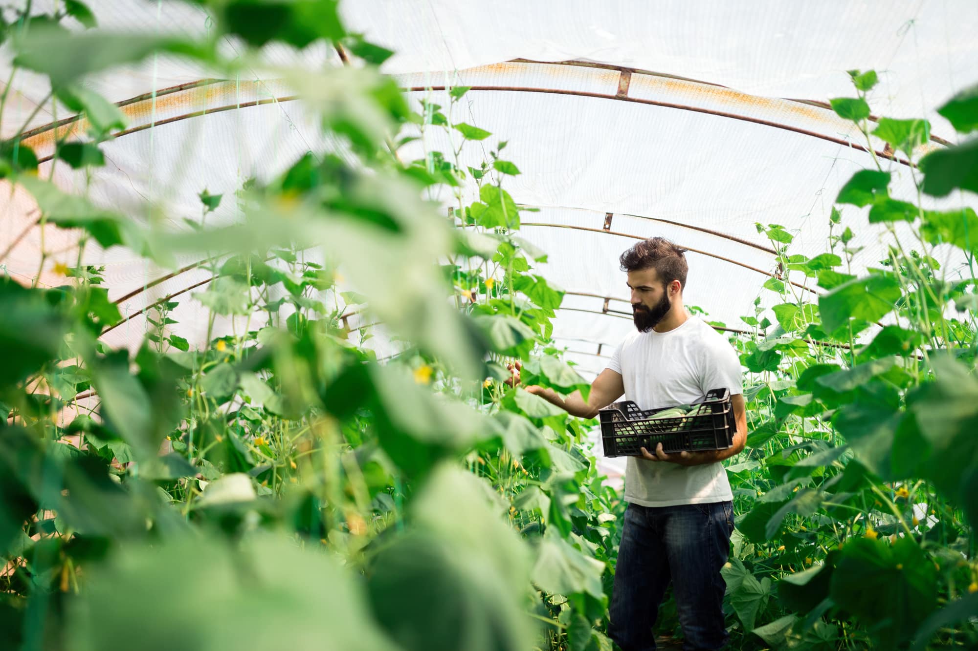 A grower harvesting cucumbers into a crate inside a hoop house