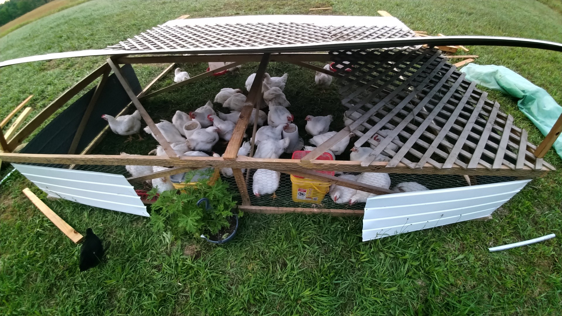 AMA Farm, Fresh Meat chickens on Farmish