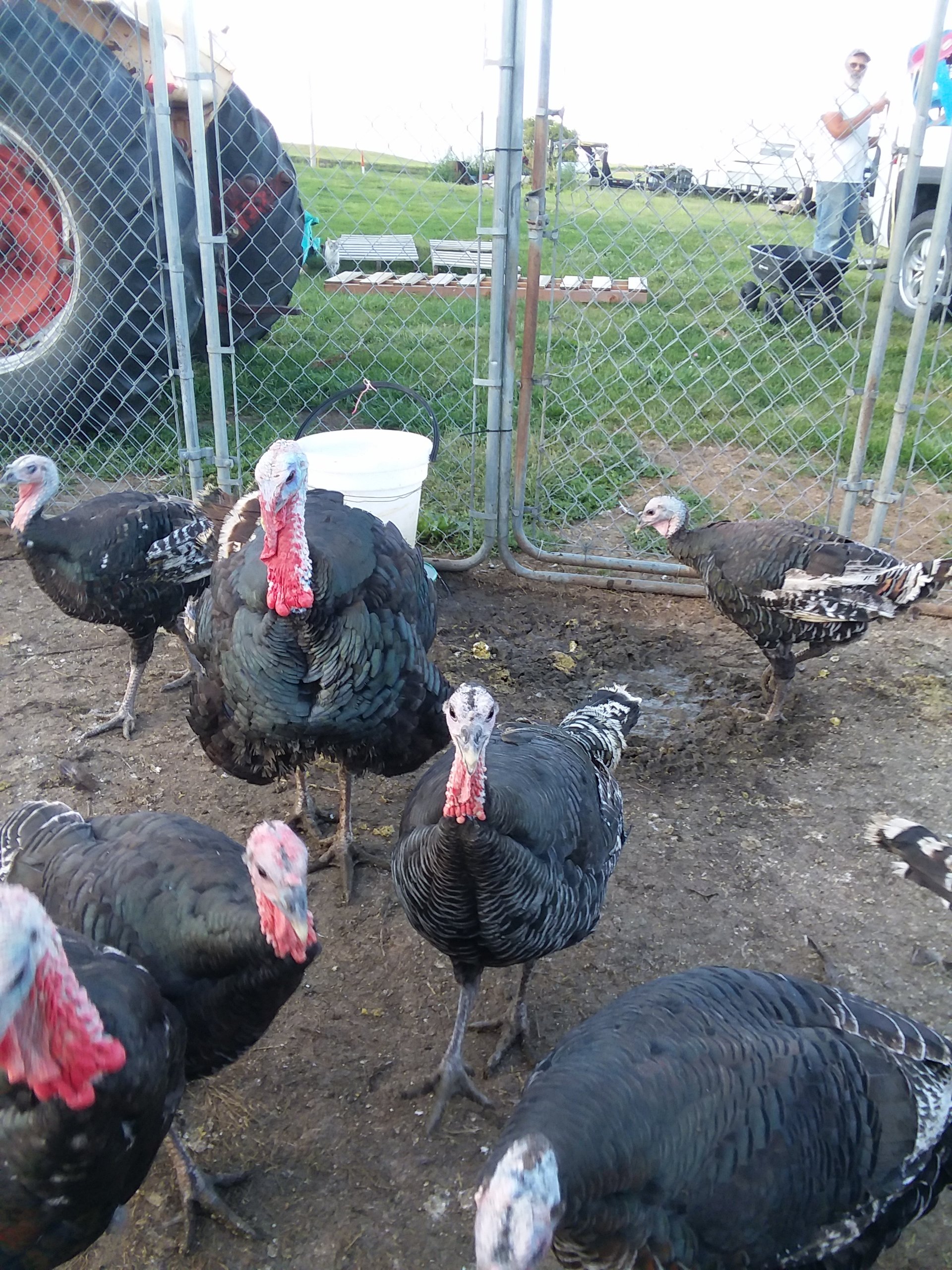 Broad Breasted Bronze Turkeys on Farmish
