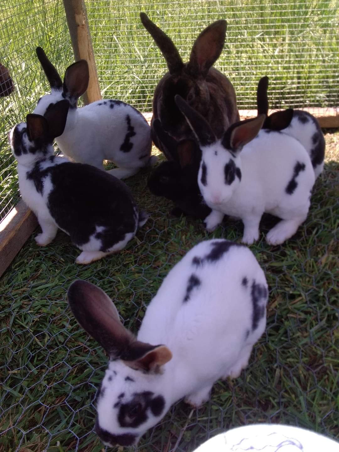 Rex Rabbits for sale on Farmish