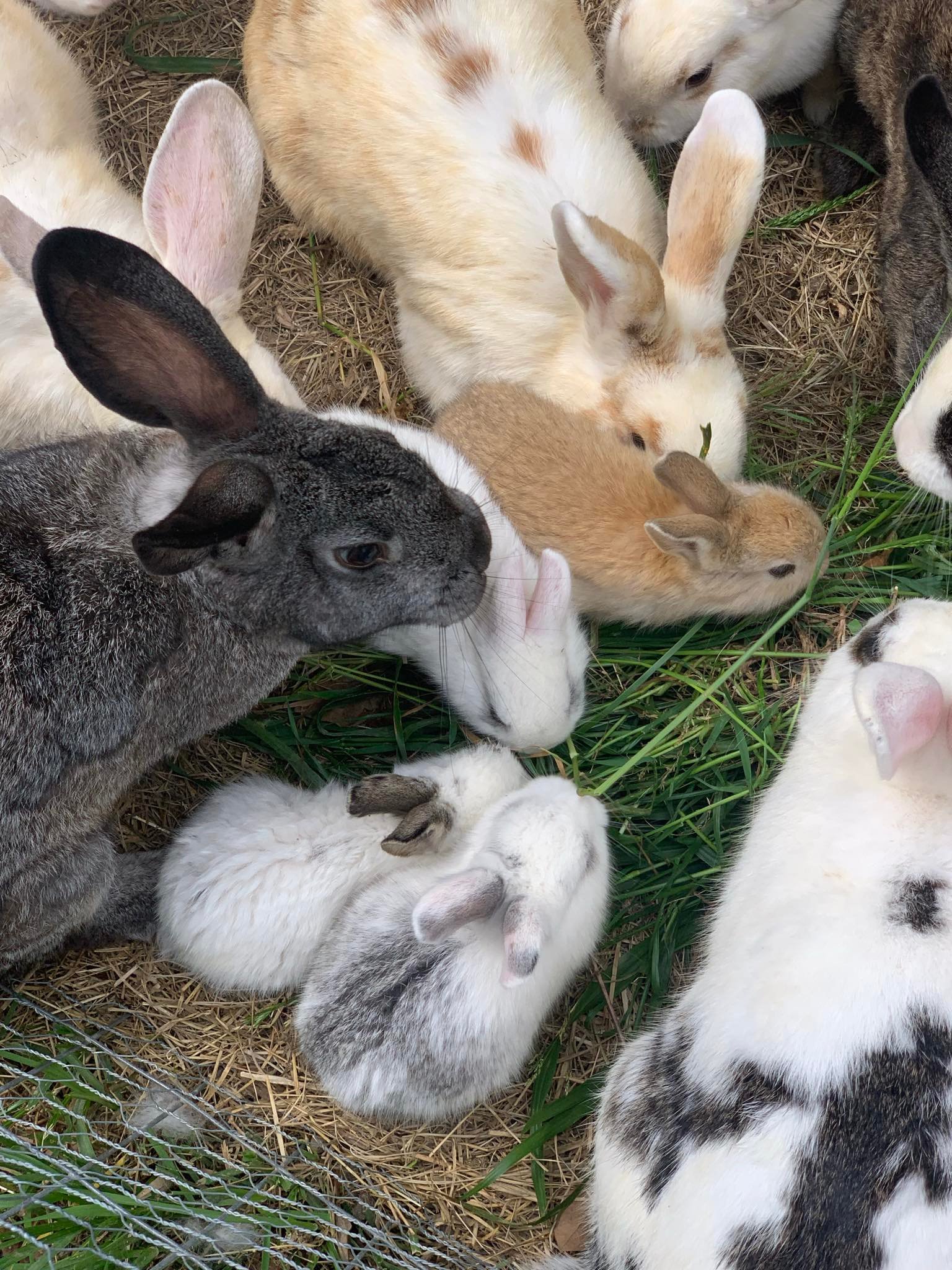 Meat rabbits on Farmish