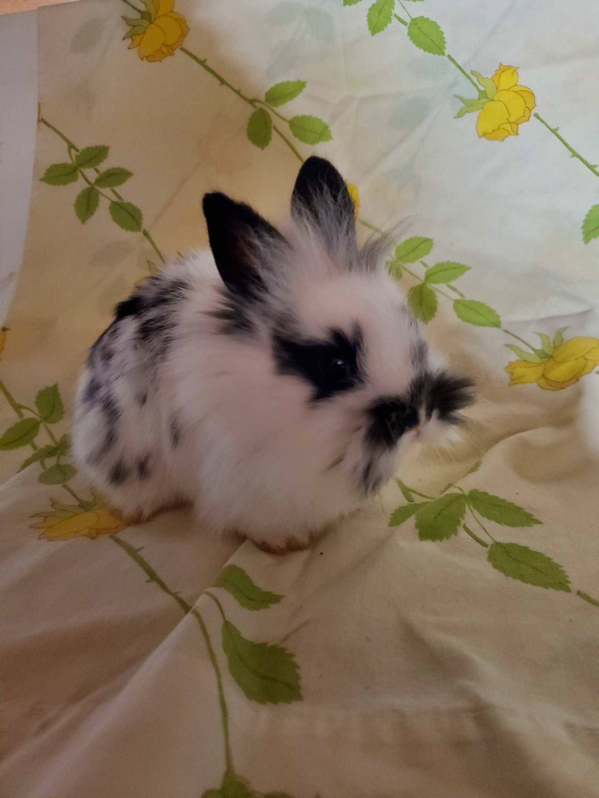 Lionhead rabbit kits on Farmish