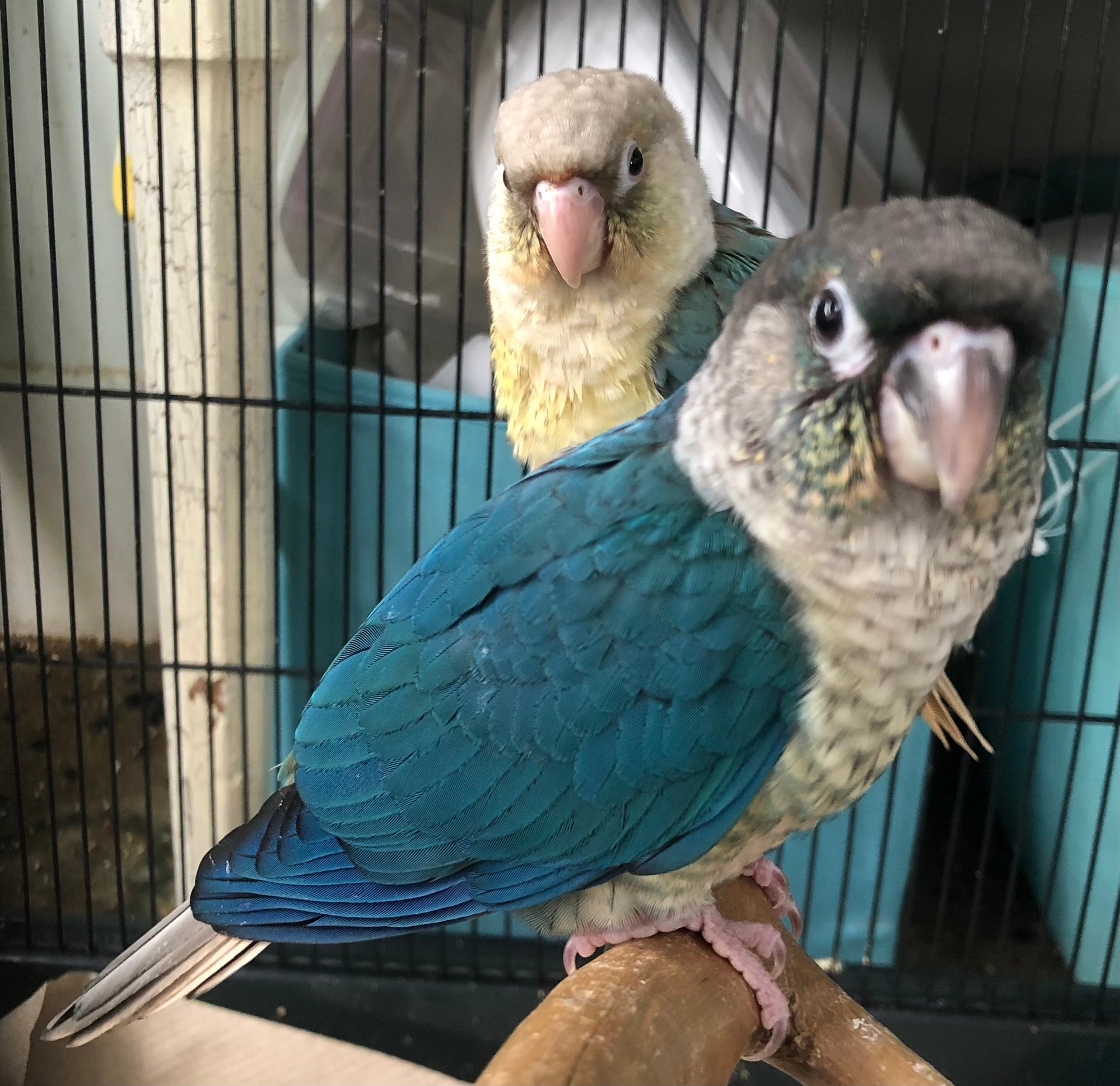 Turquoise yellow sided green cheek conure on Farmish