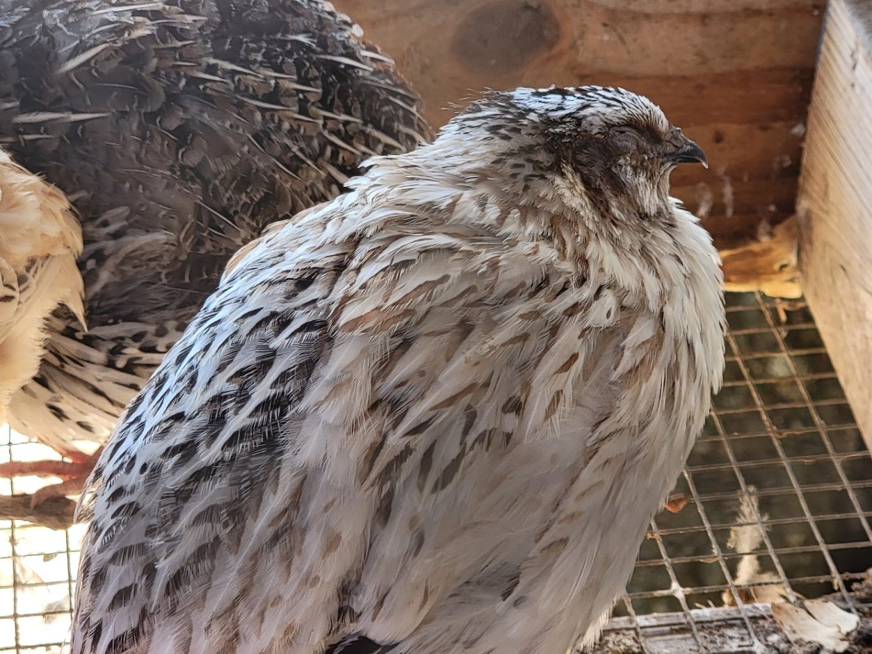Quail eggs for hatching on Farmish