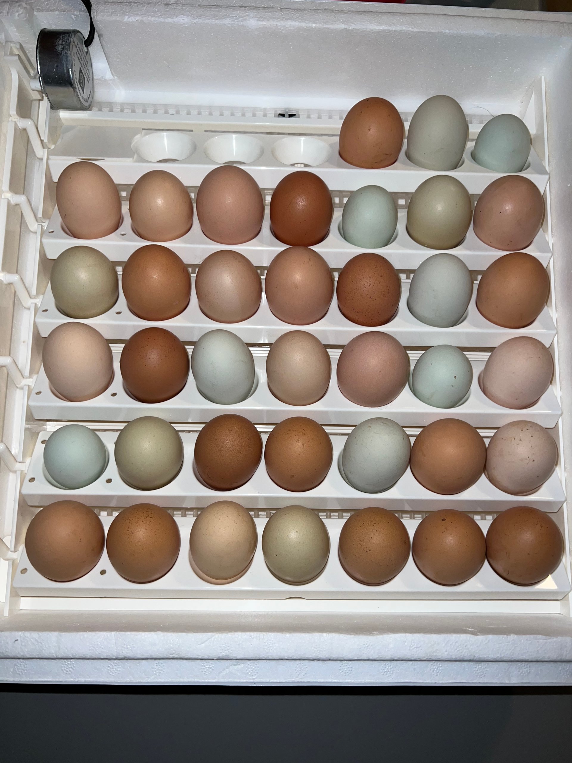 Barnyard mix chicks on Farmish