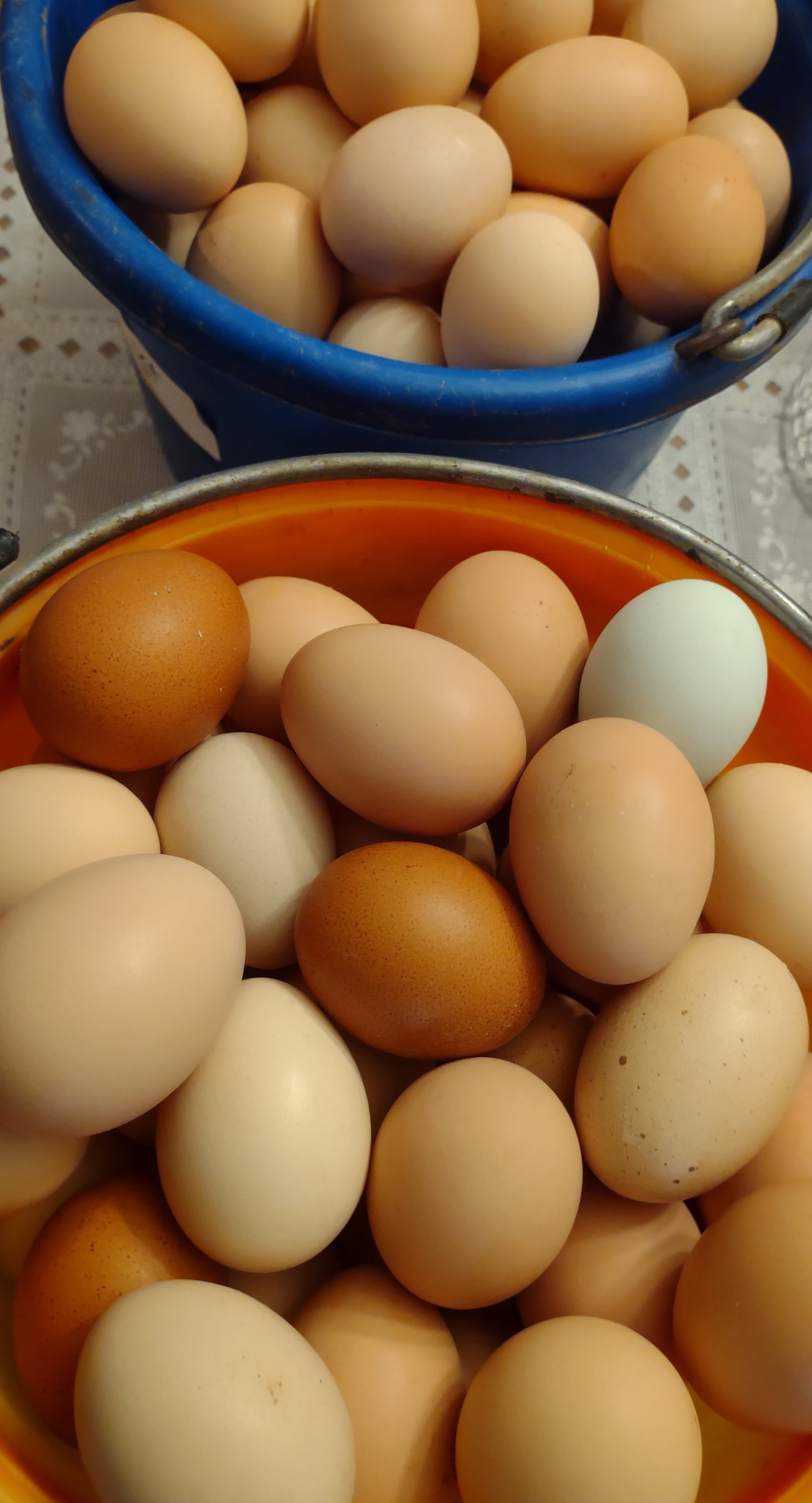 Nest Run Eggs on Farmish