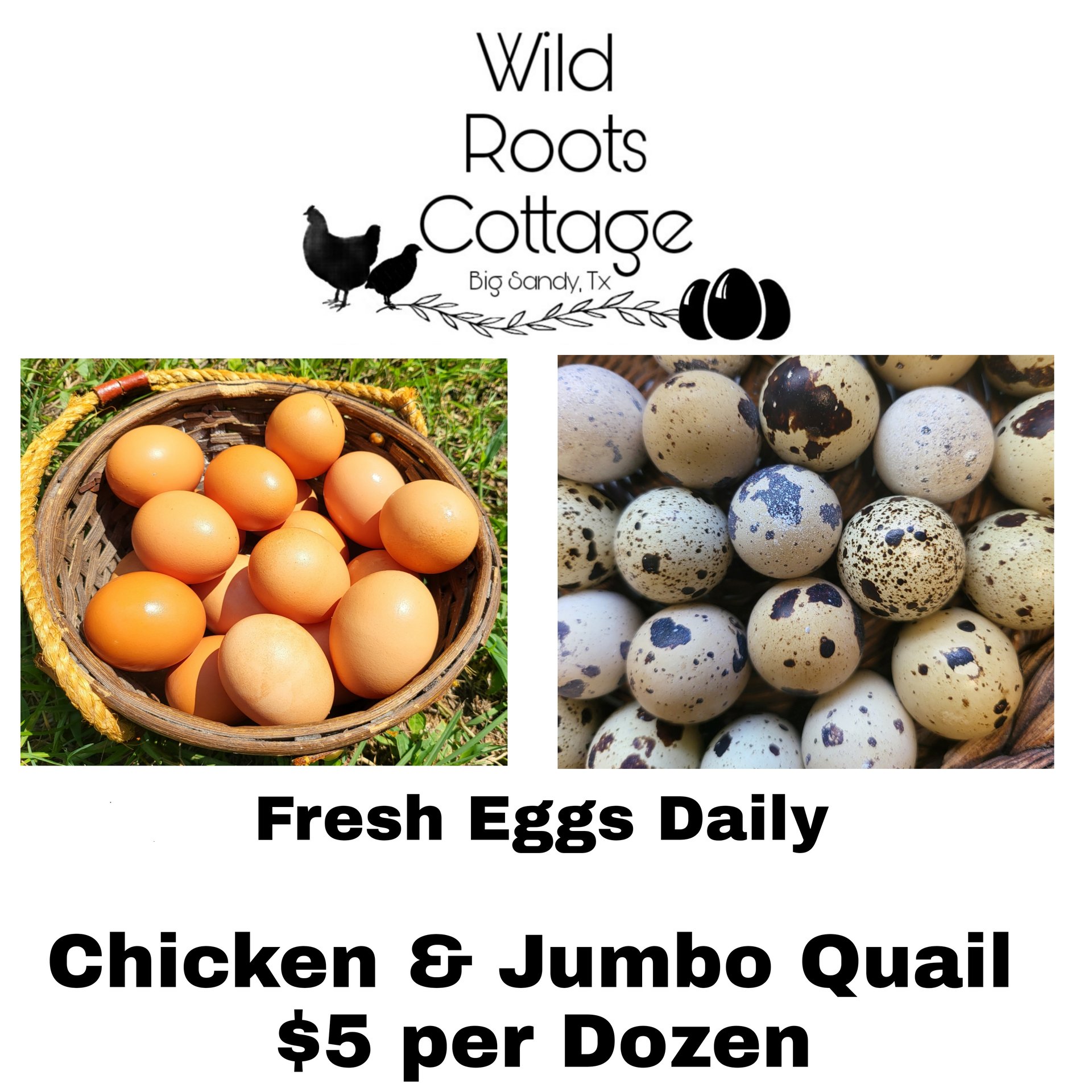 Fresh Jumbo Quail Eggs on Farmish