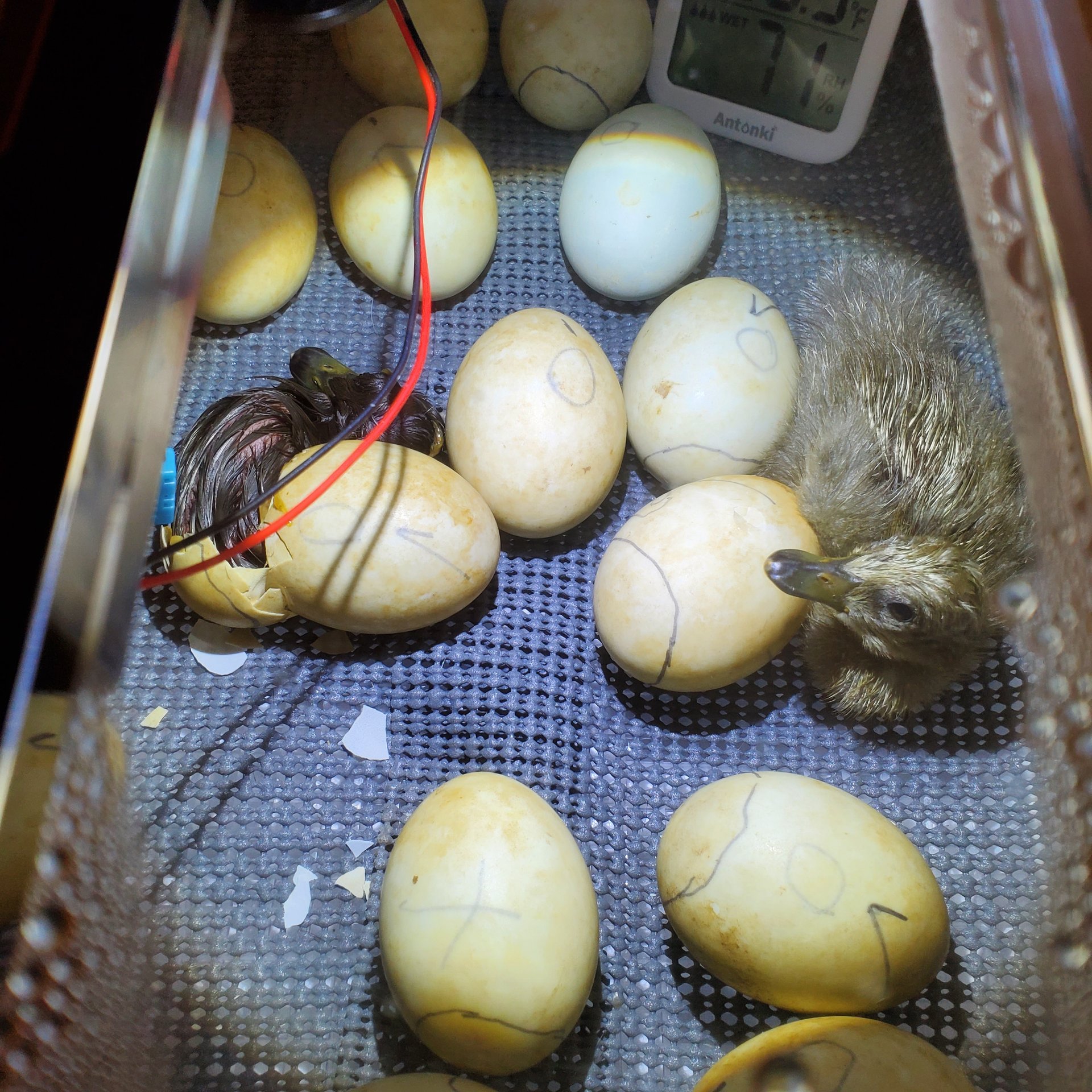 Fertilizer blue/pastel runner duck eggs on Farmish