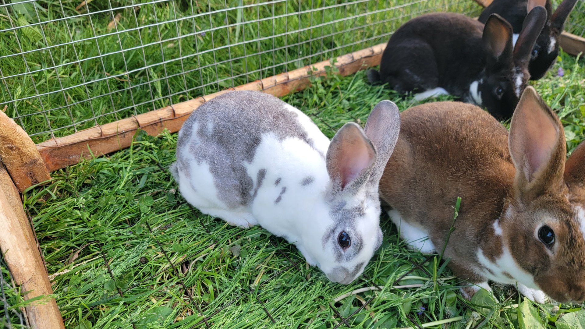 Purebred Rex Rabbits on Farmish