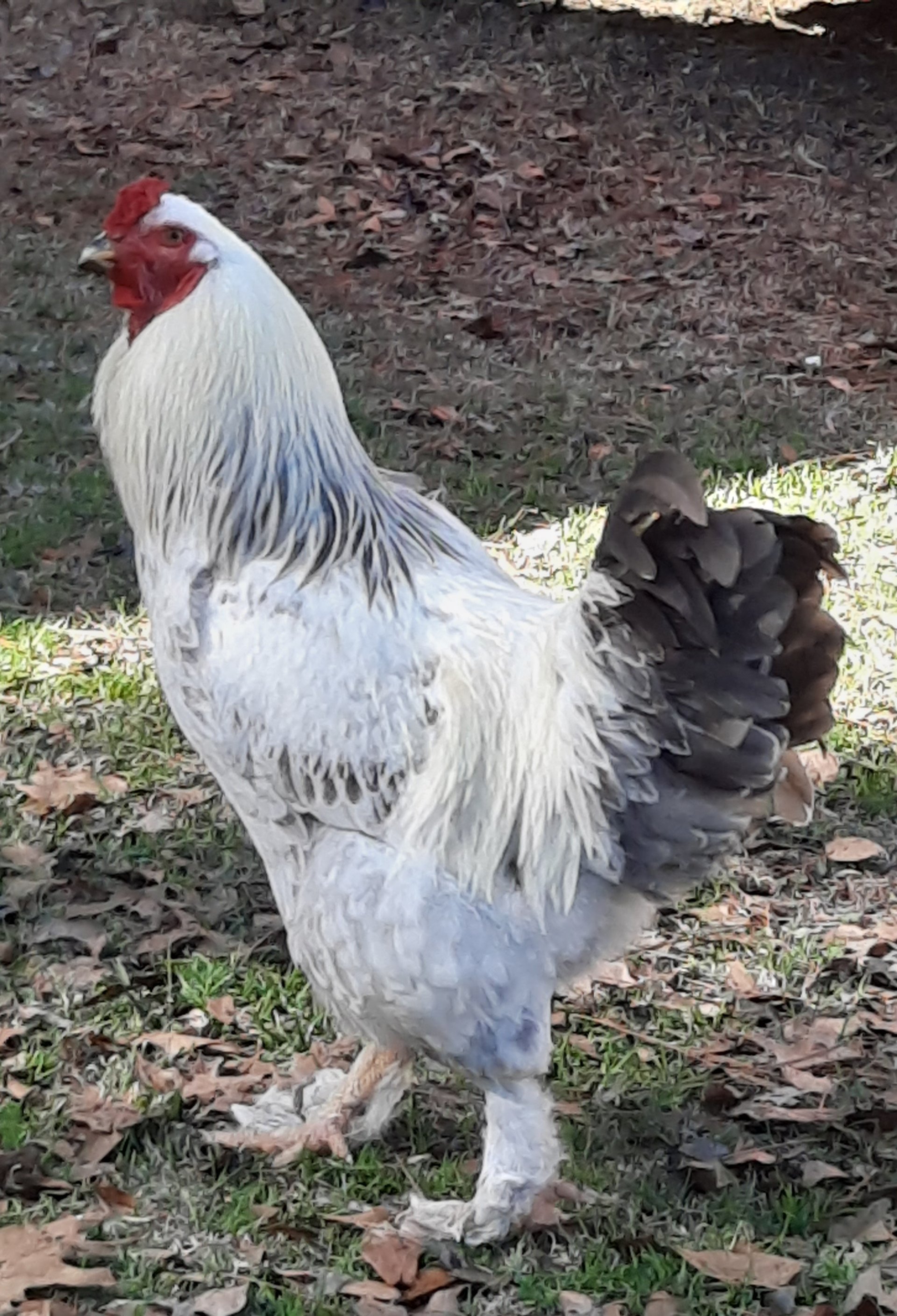 Brahma Roosters for sale on Farmish