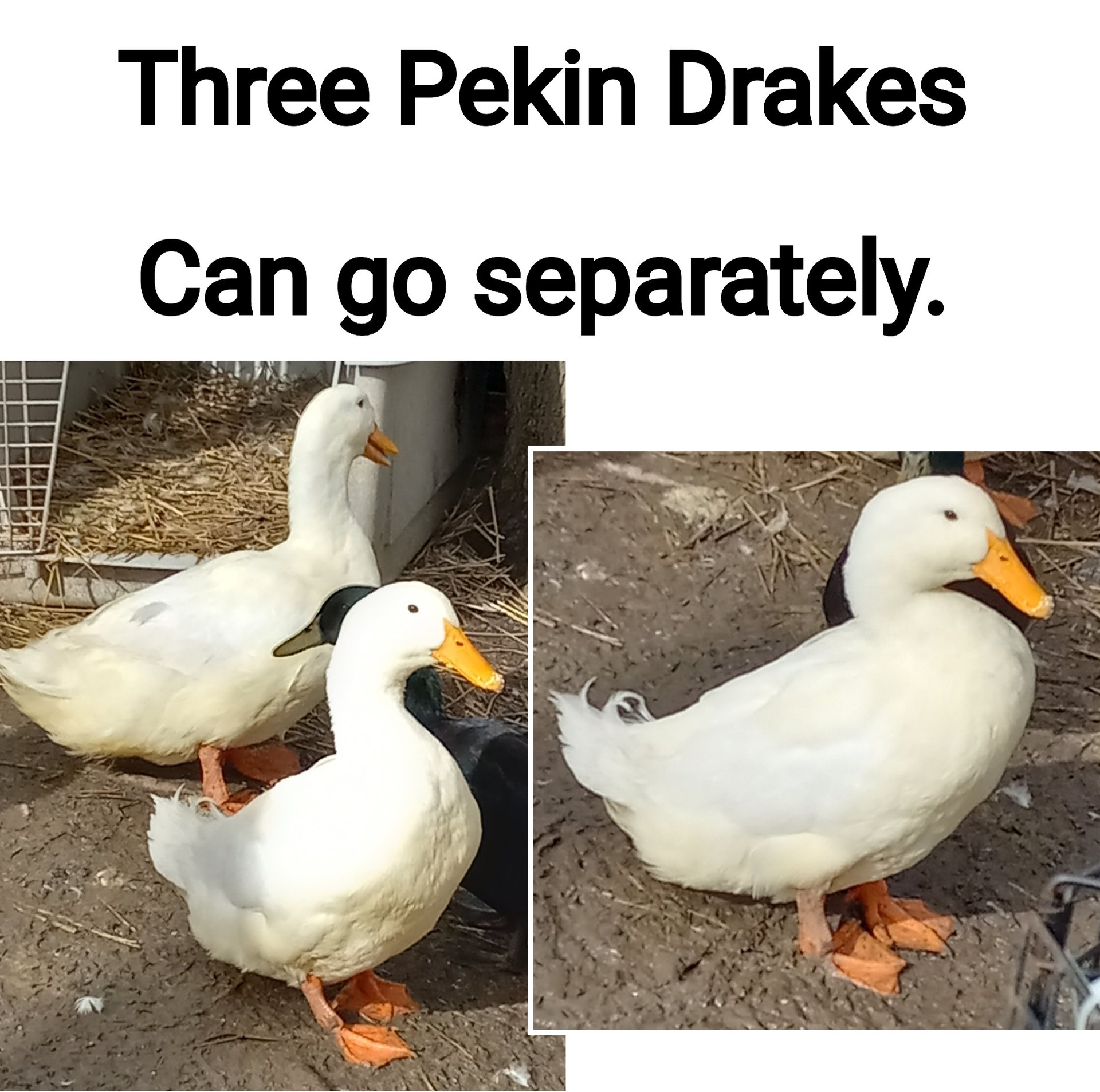 Drakes Male Ducks on Farmish