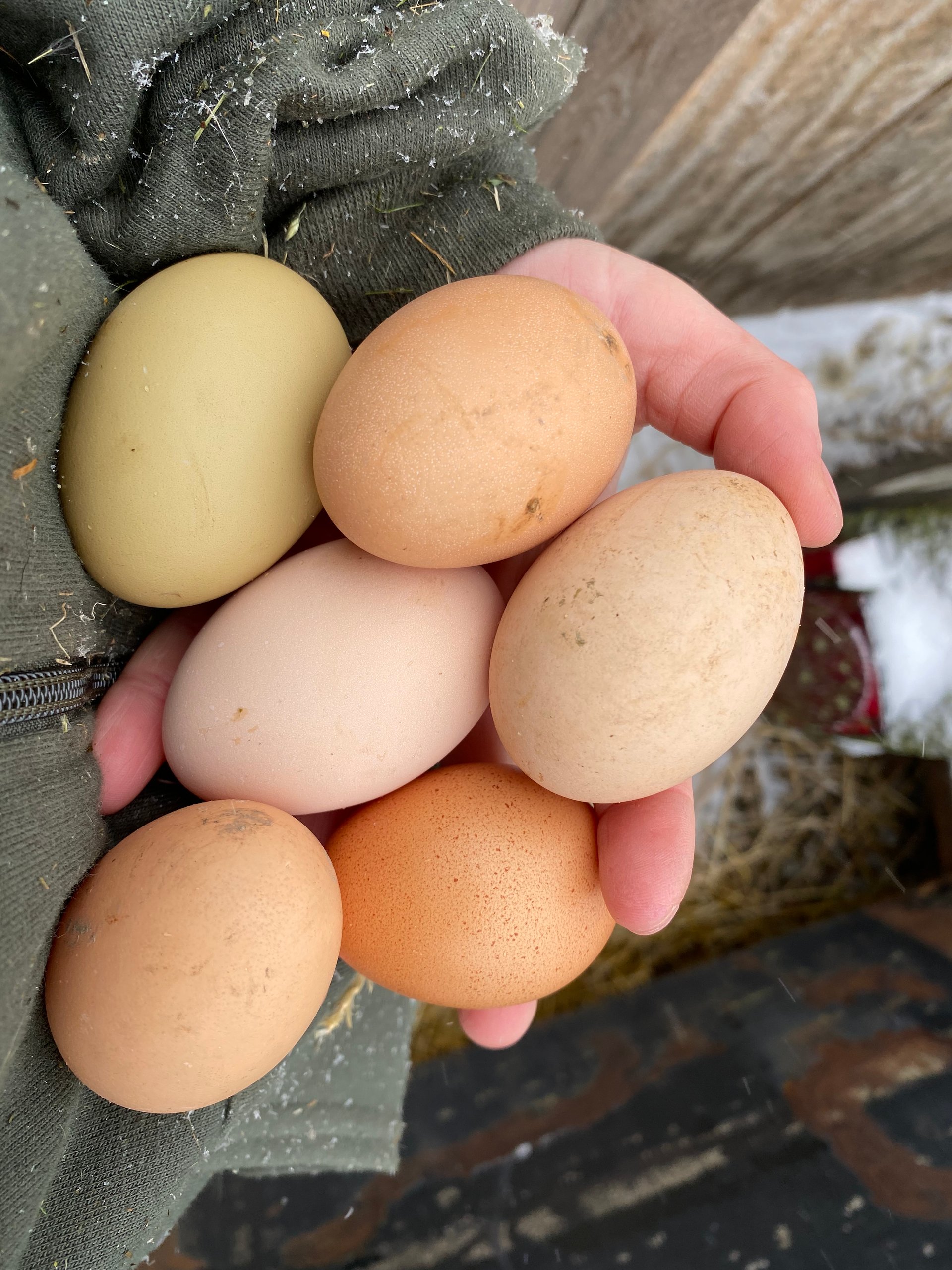 fertile-chicken-eggs-on-farmish