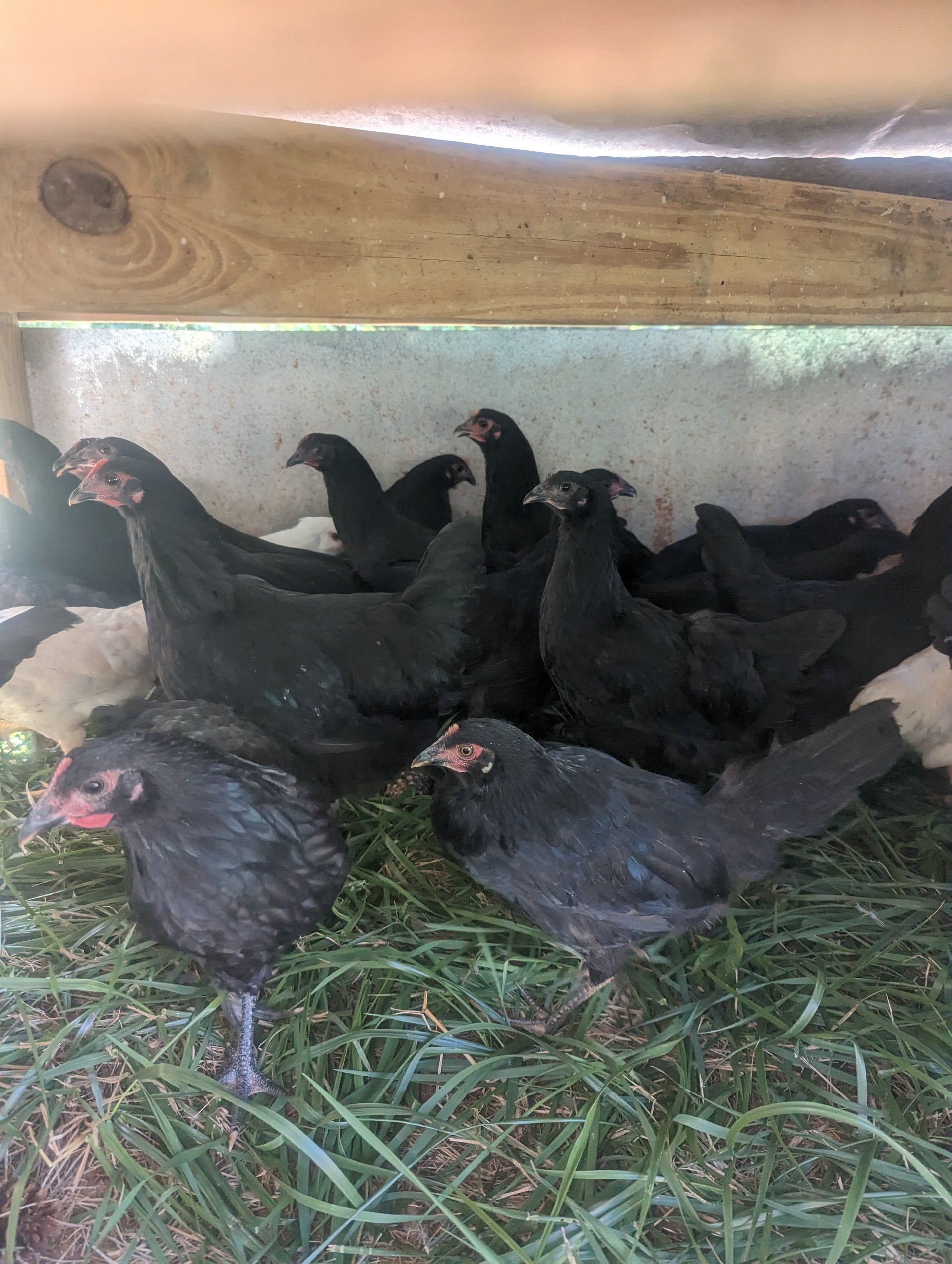 Black Australorp Pullets on Farmish