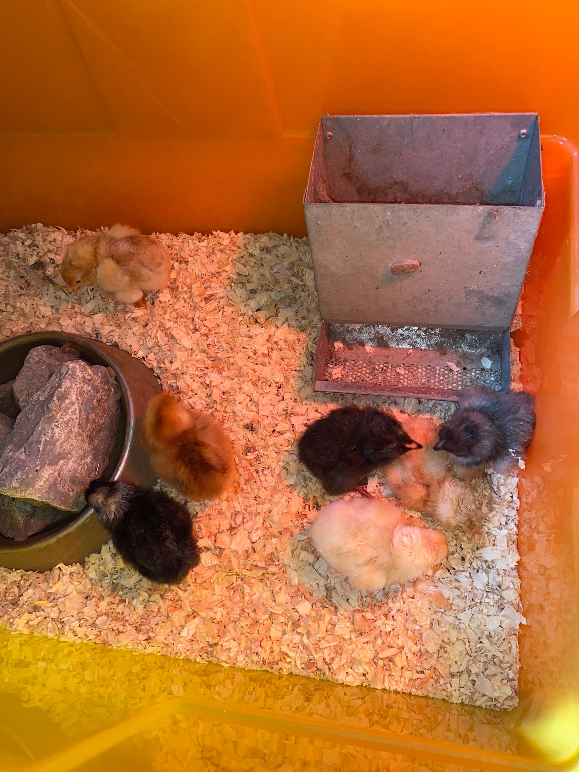 day-old-chicks-on-farmish