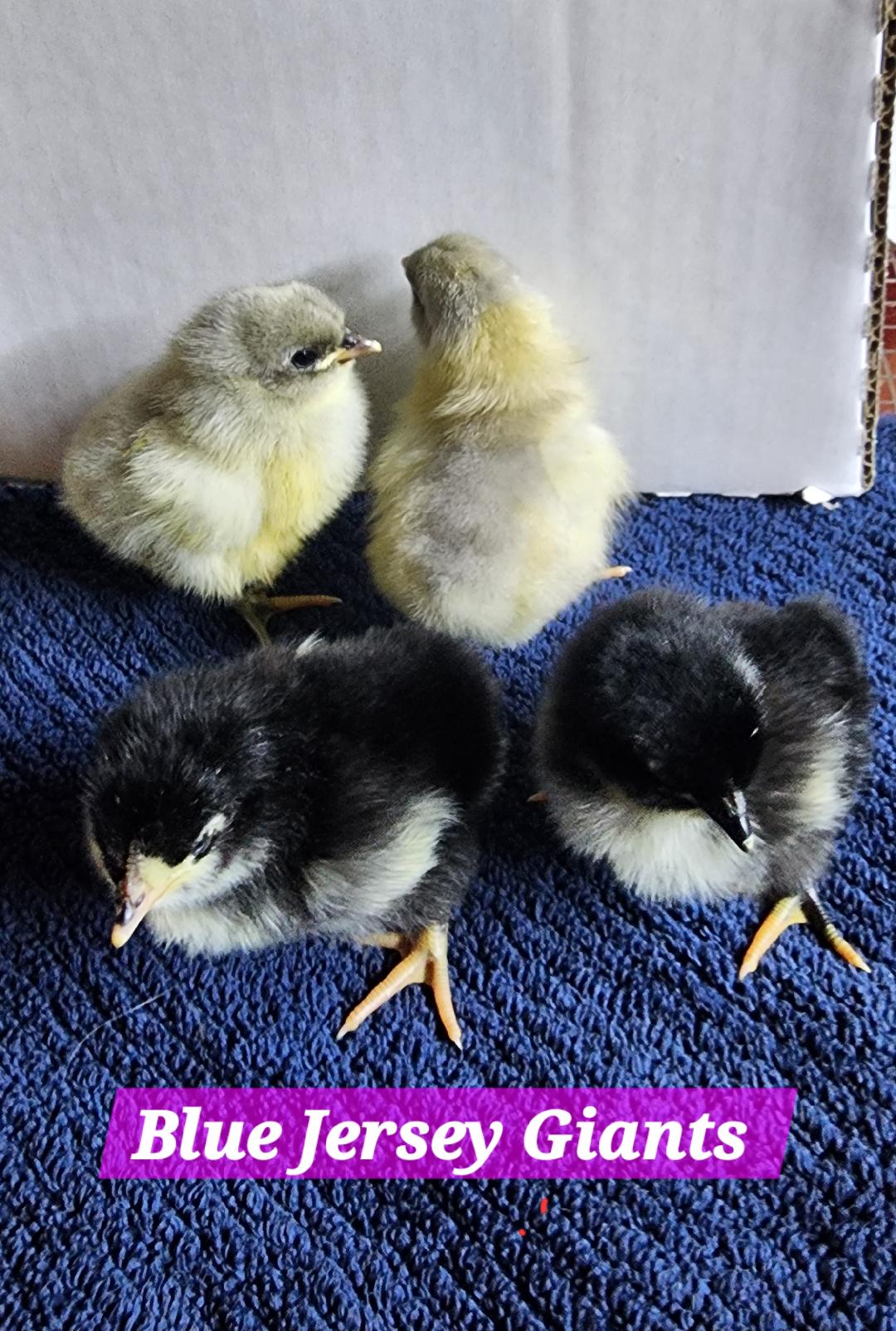 BLUE JERSEY GIANT and Old English Lavenders Orpingtons CHICKS on Farmish