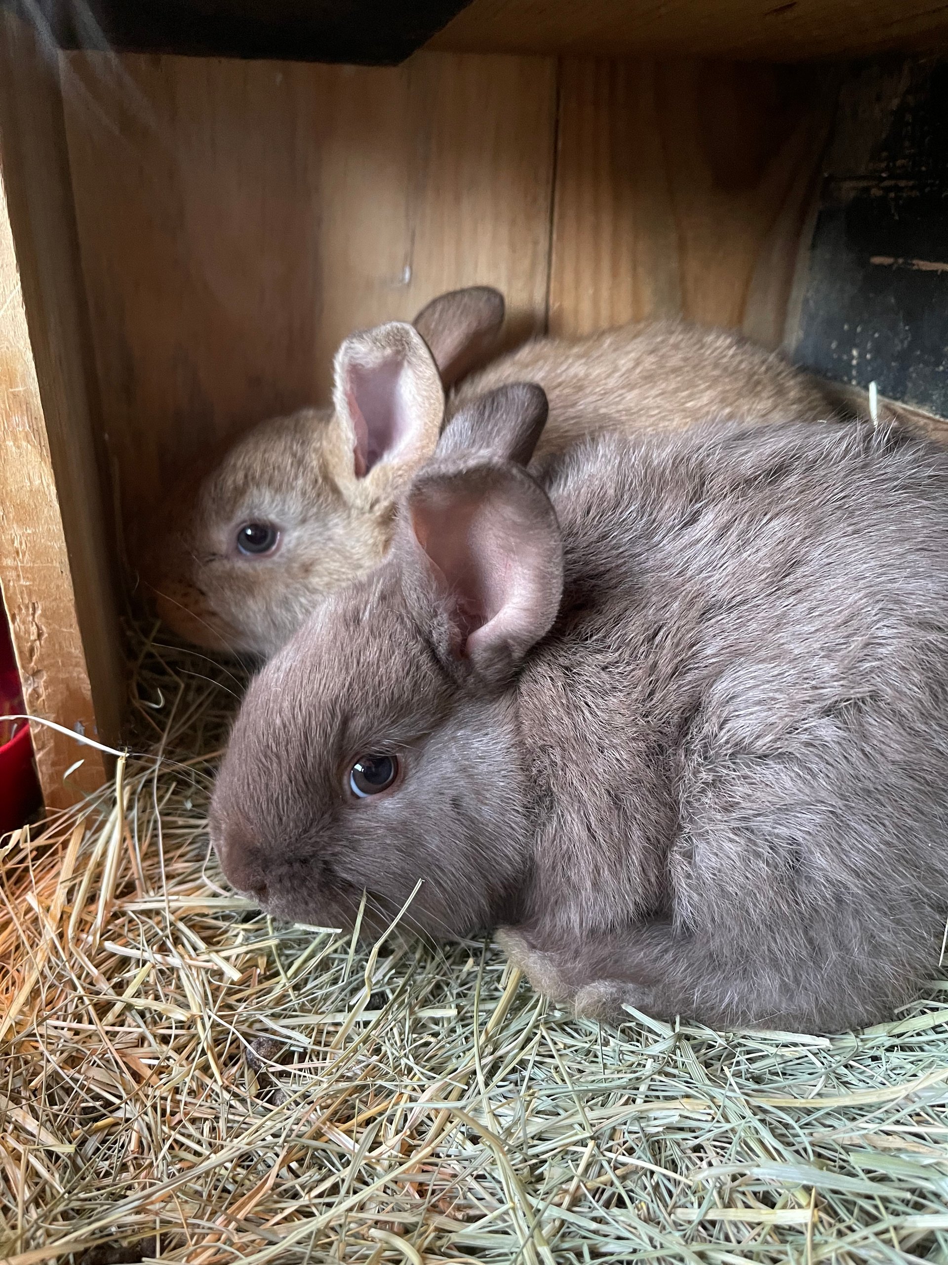 TAMUK Rabbit Trio on Farmish