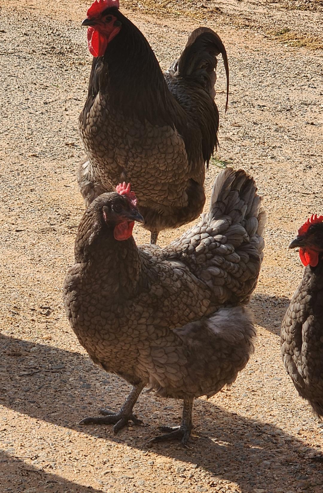 Hatching EGGS Blue Jersey Giant EGGS on Farmish