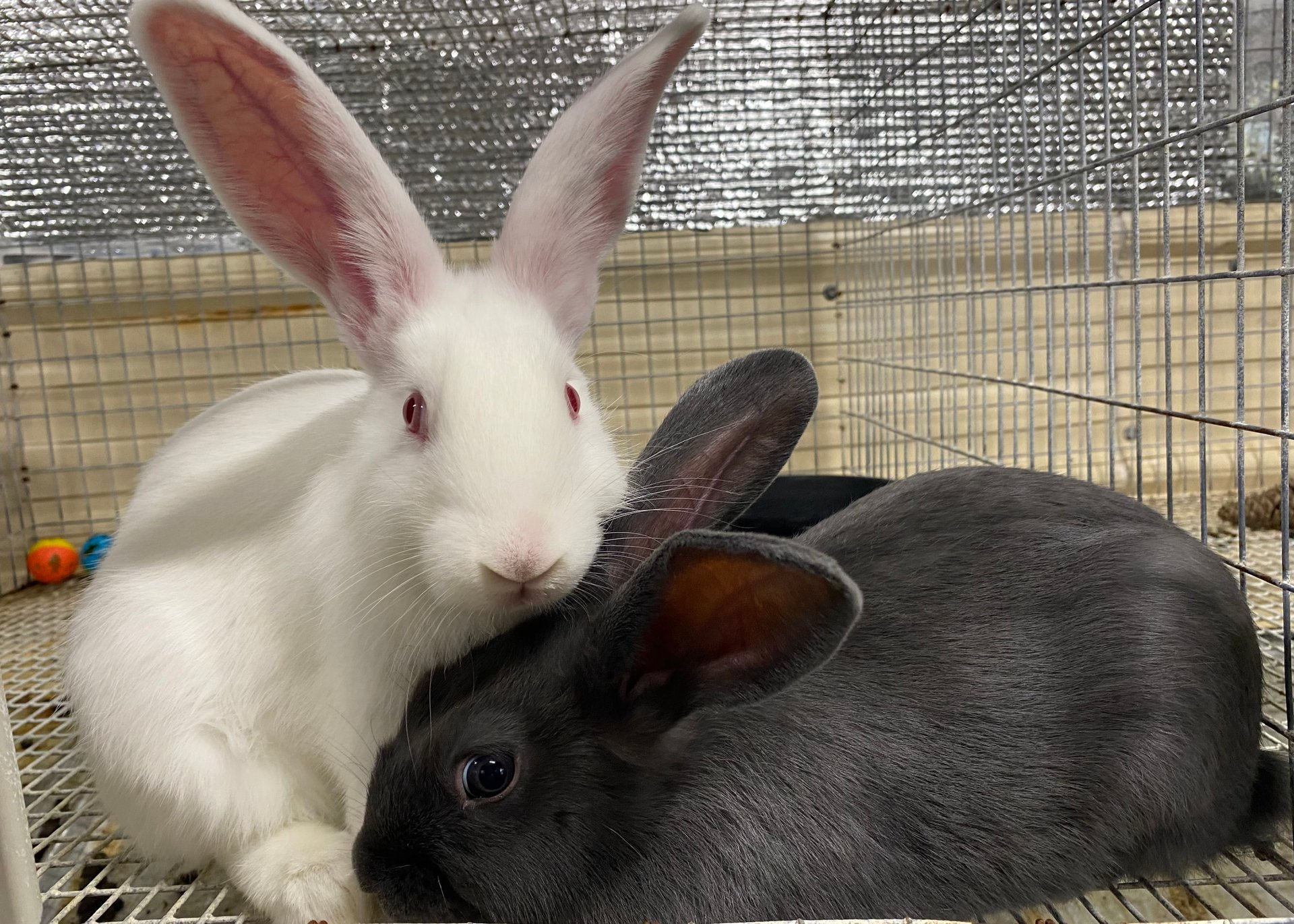 American and Silver Fox Rabbits on Farmish