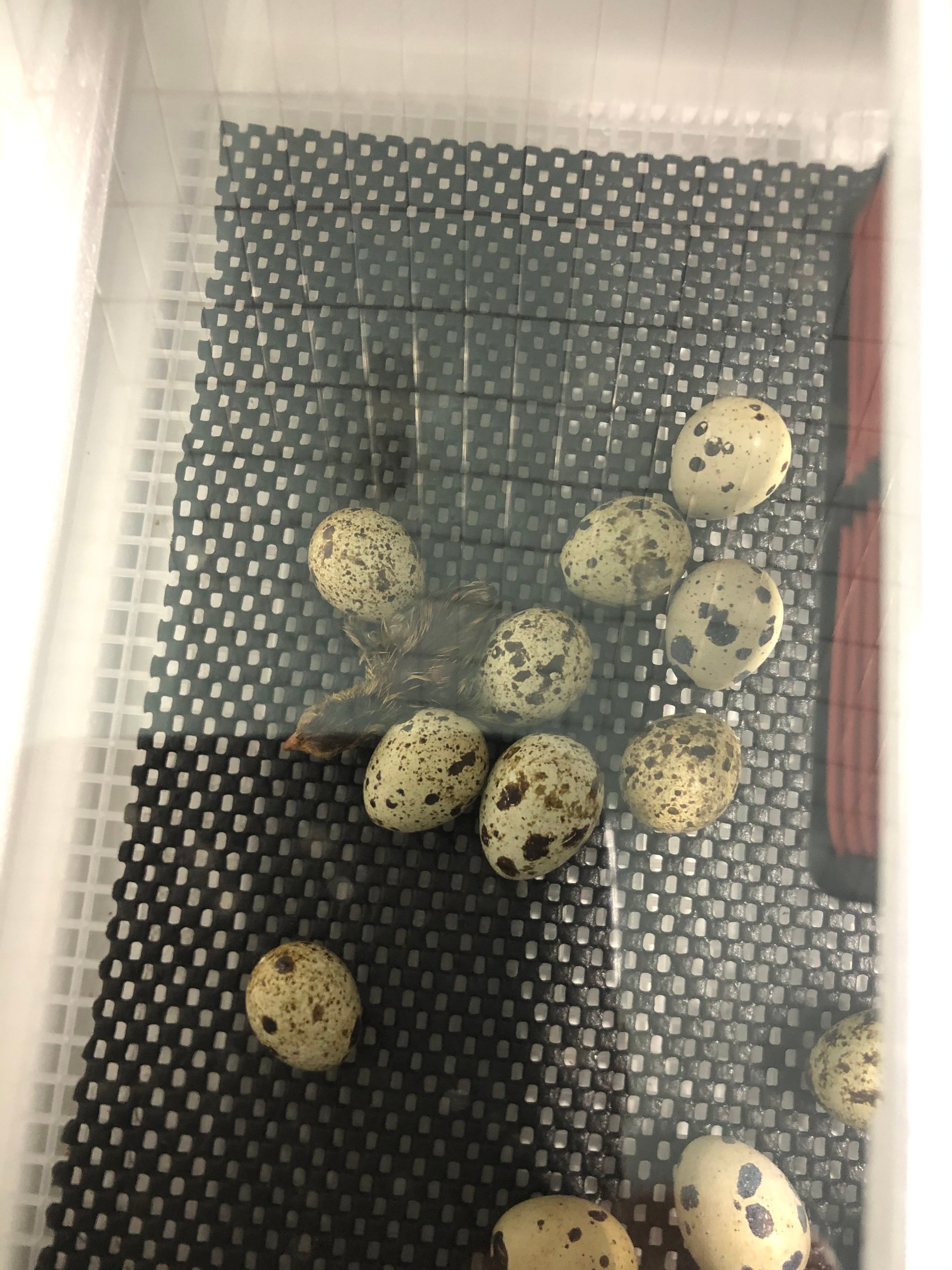 Live Quail, Butchered Quail, and Fresh Quail Eggs on Farmish