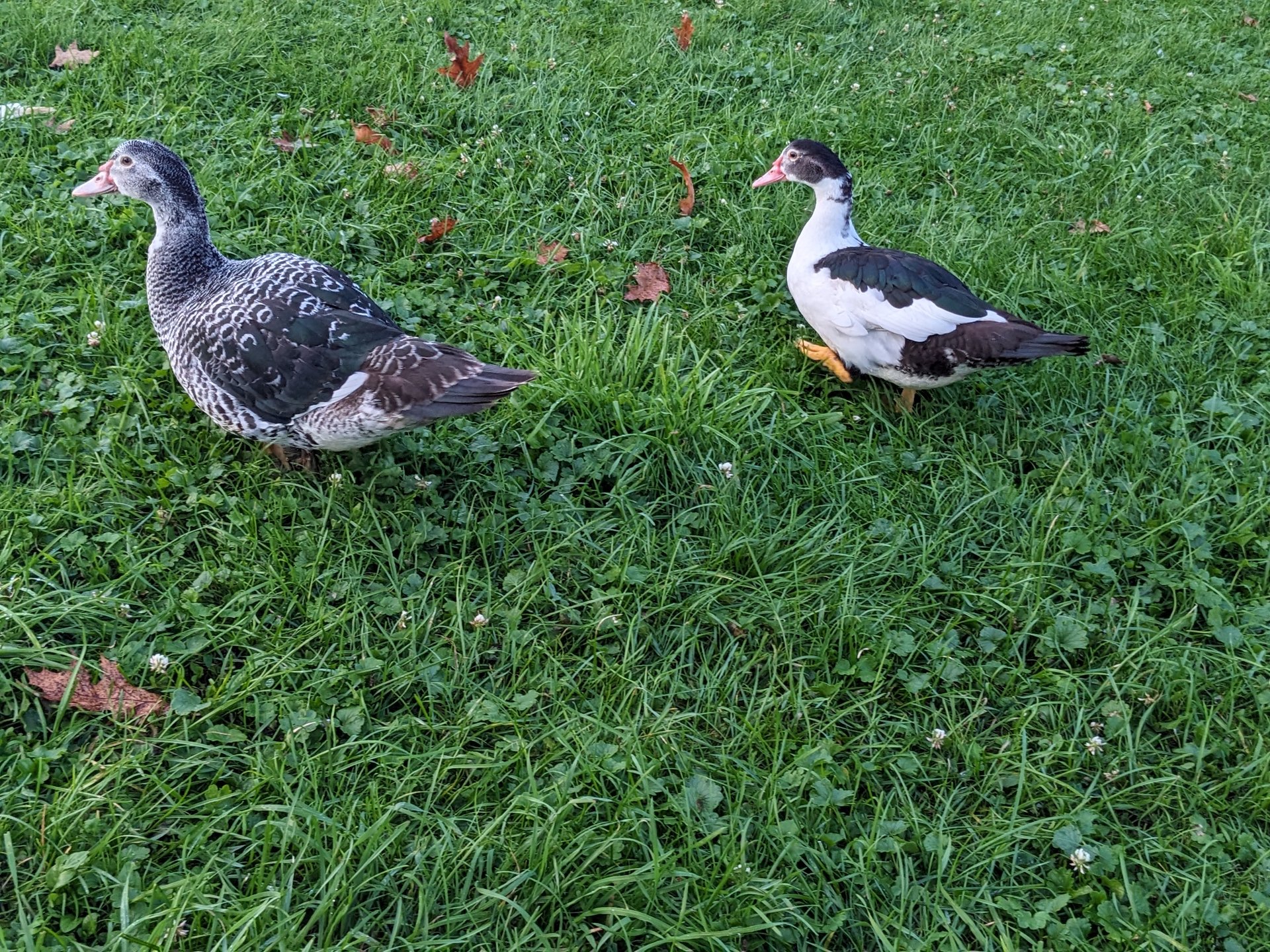 Muscovy Pair on Farmish