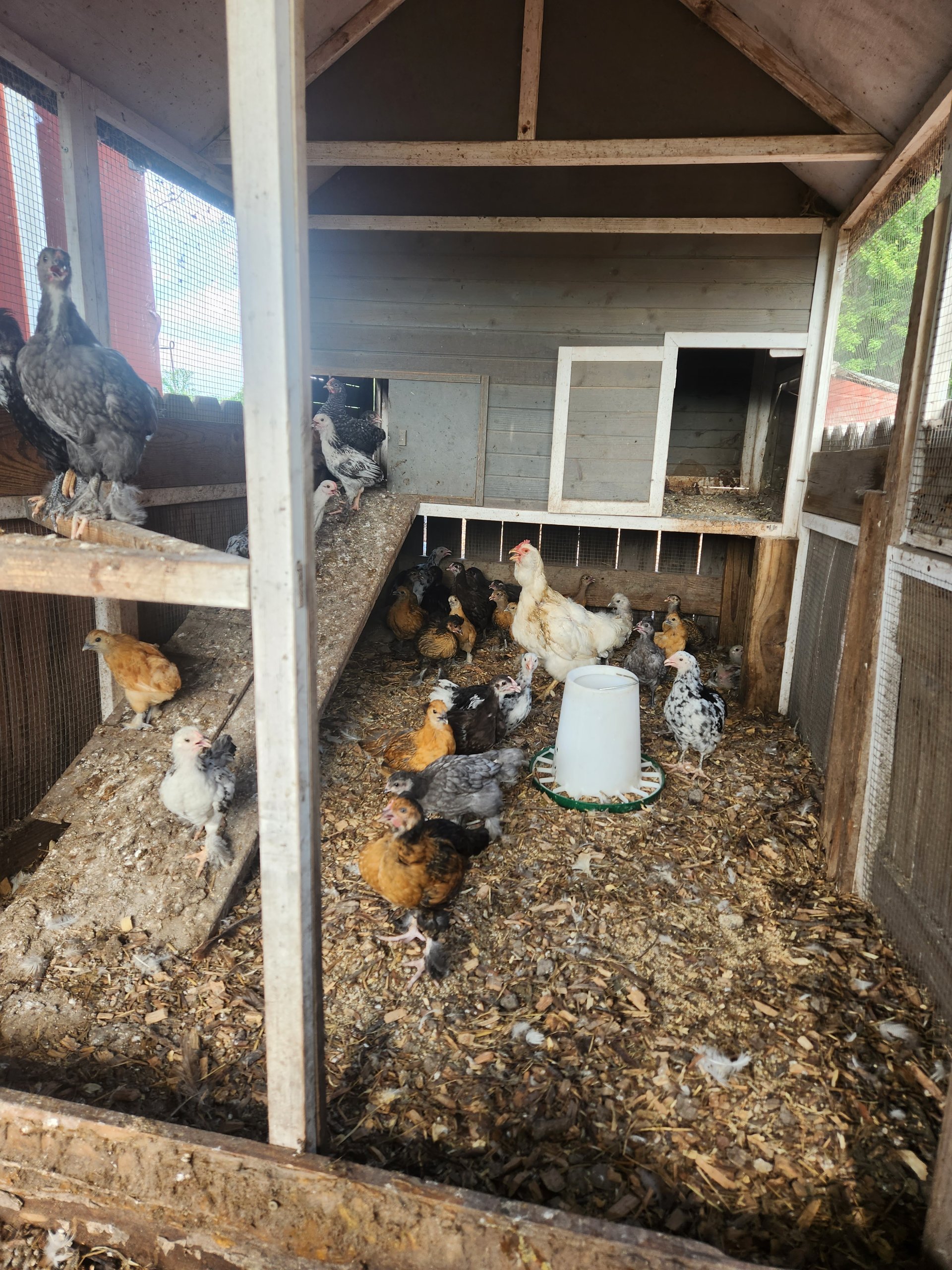 Chicken 🐥 & Ducks on Farmish