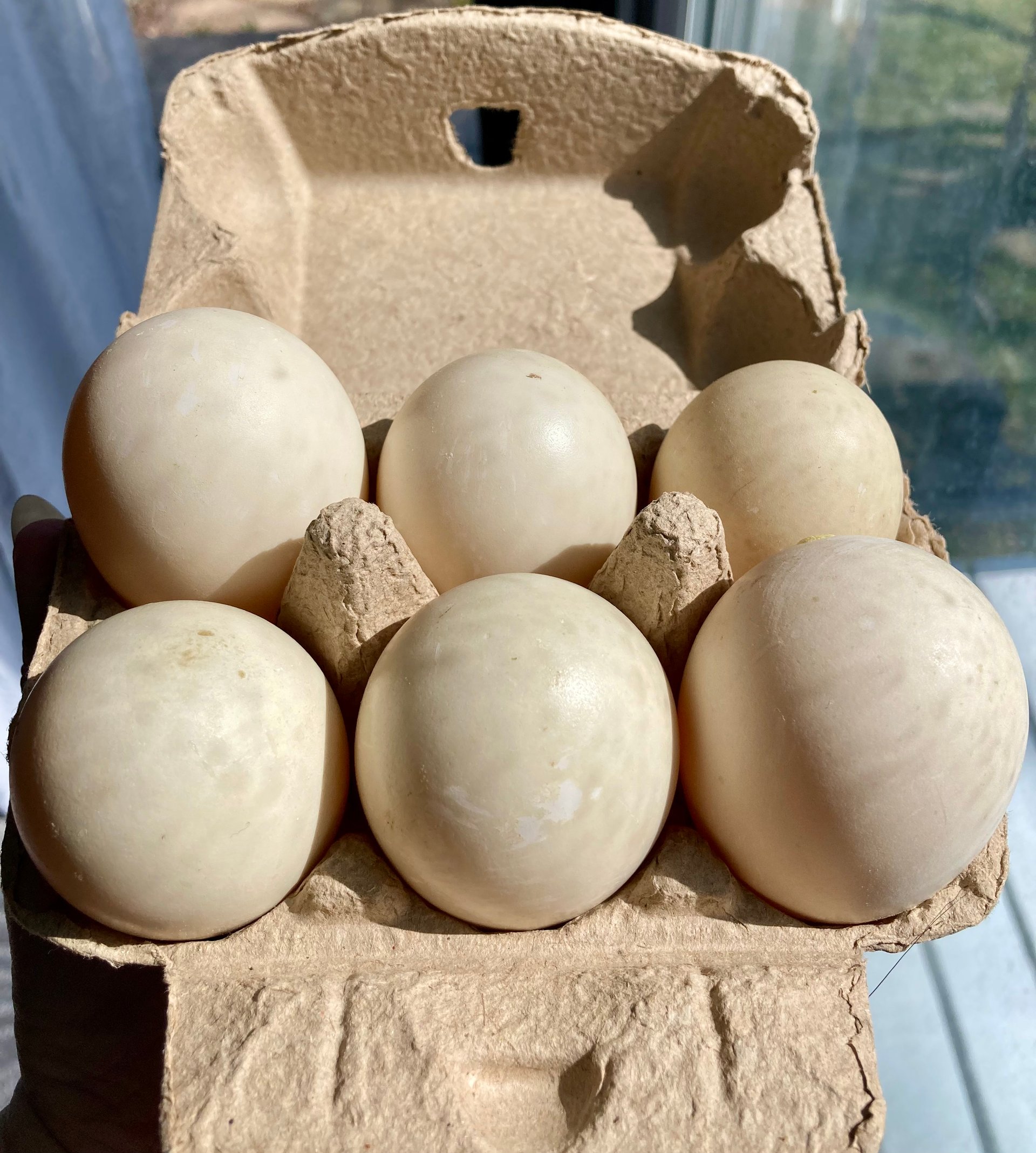 farm-fresh-duck-eggs-on-farmish