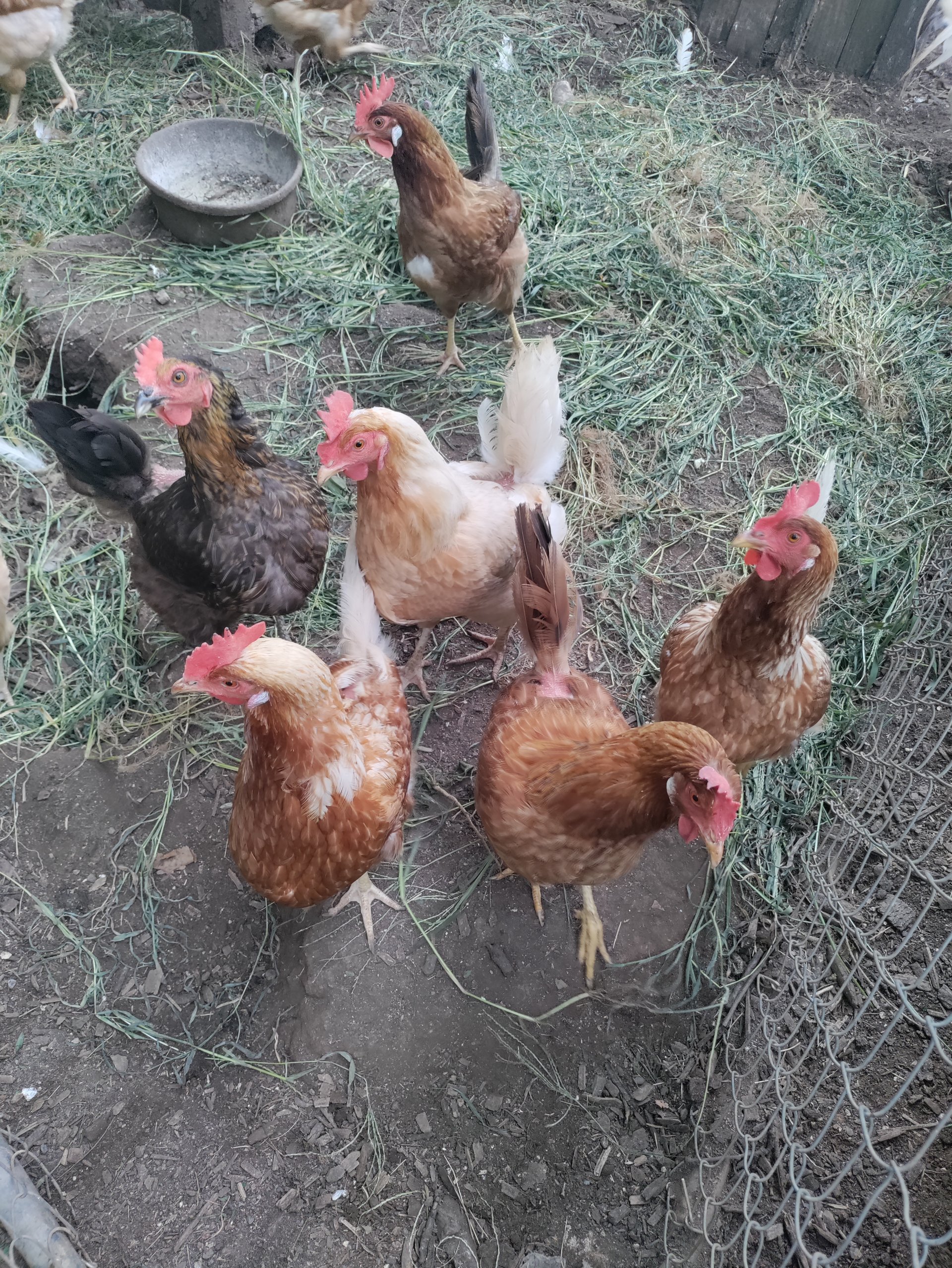 Starlight easter egger hens and roo on farmish