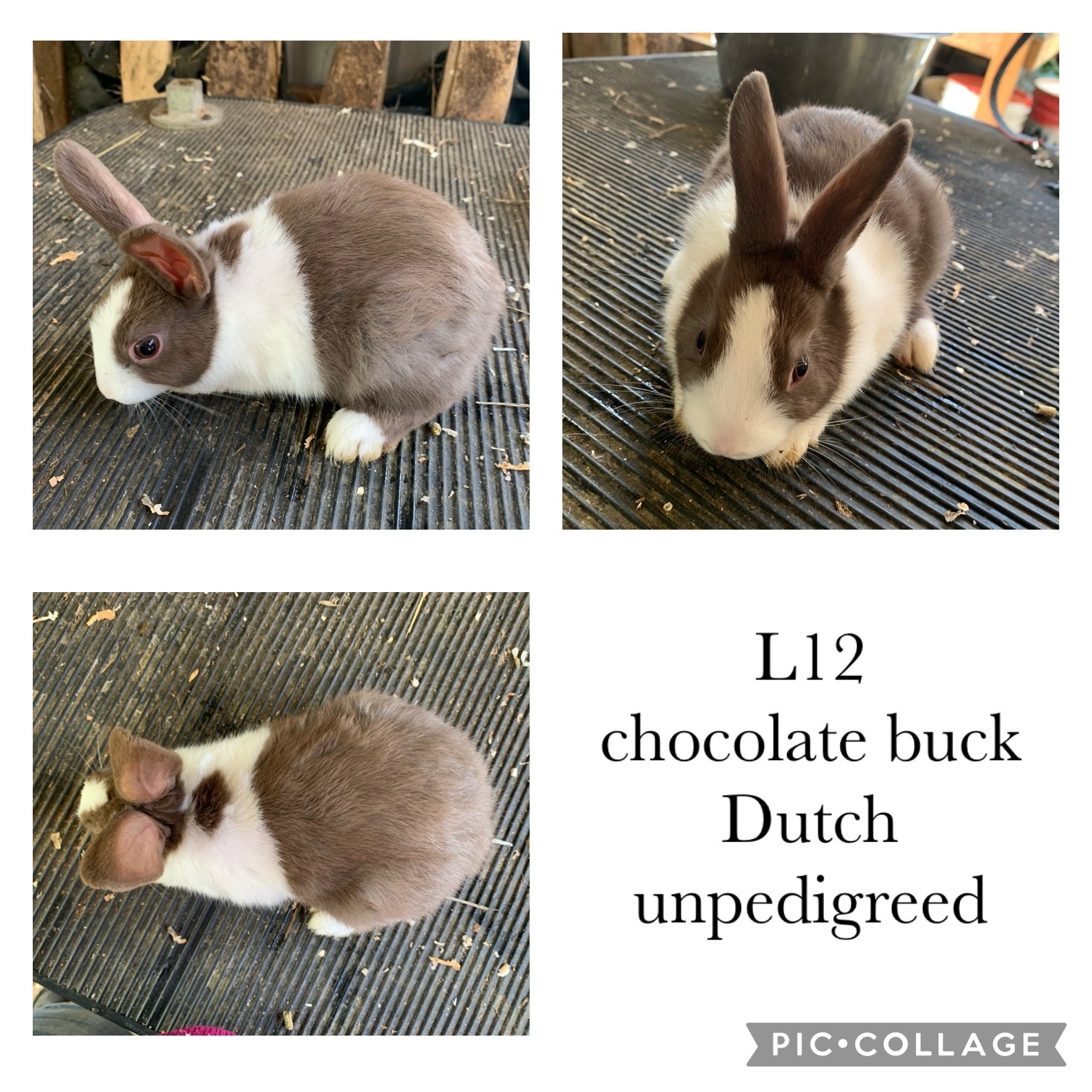 Dutch rabbits on Farmish