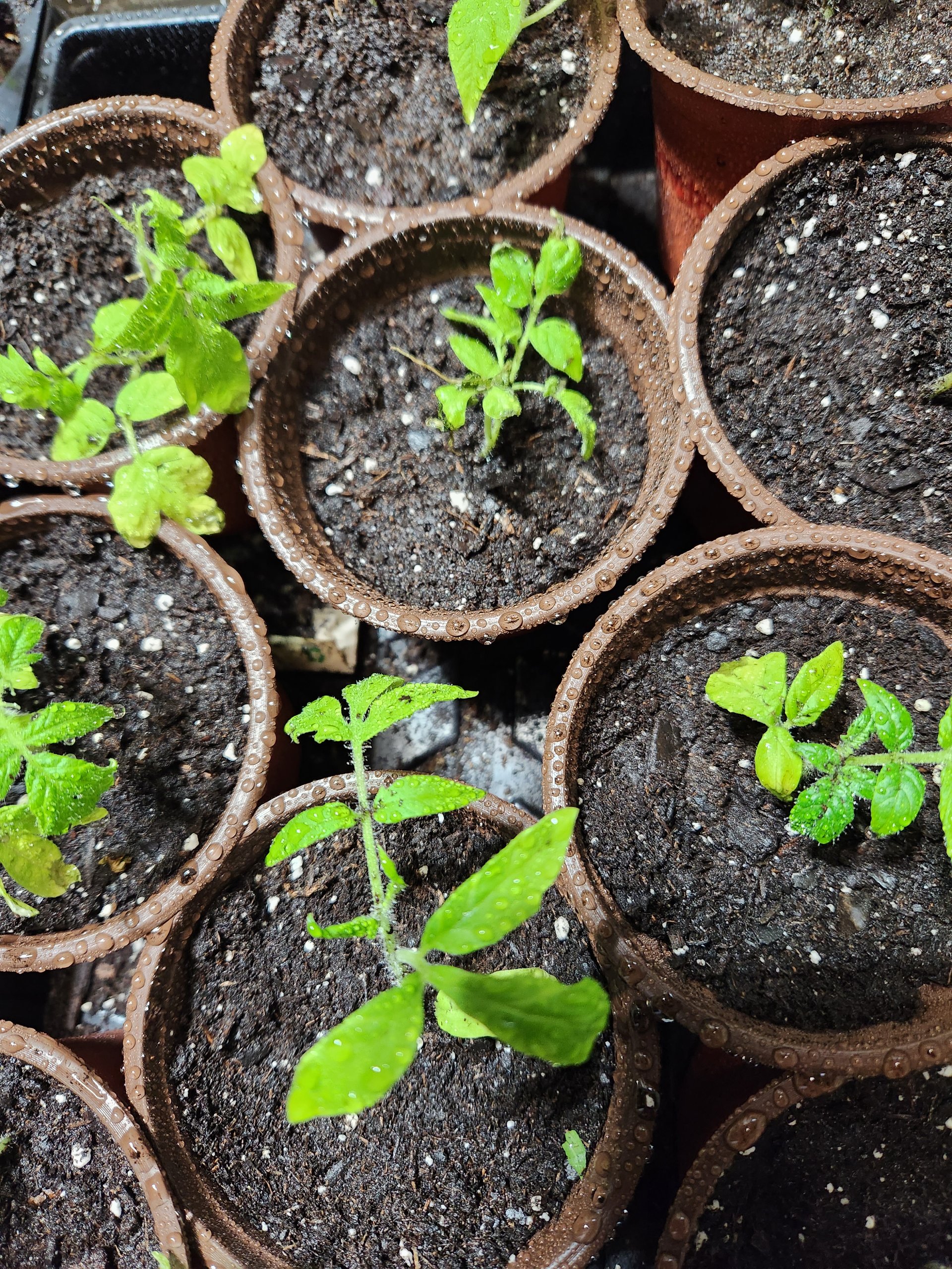 Veggie starts on Farmish