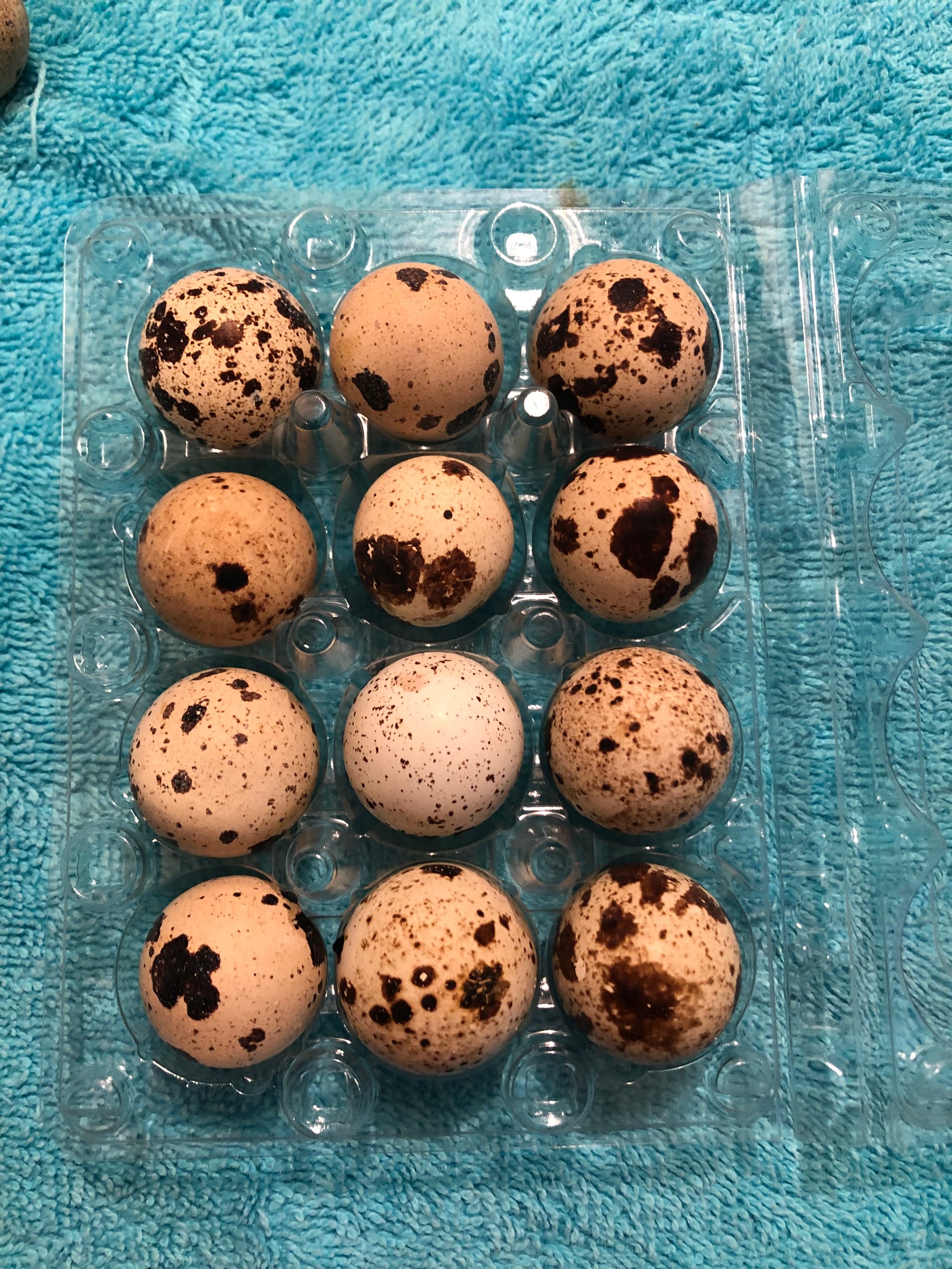 Quail eggs for sale on Farmish
