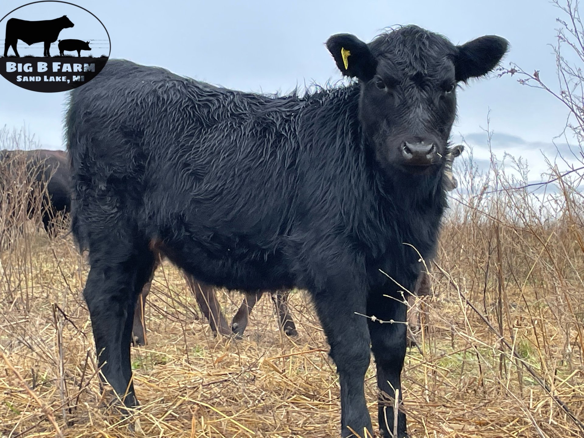 Grass Fed Feeder Calves on Farmish