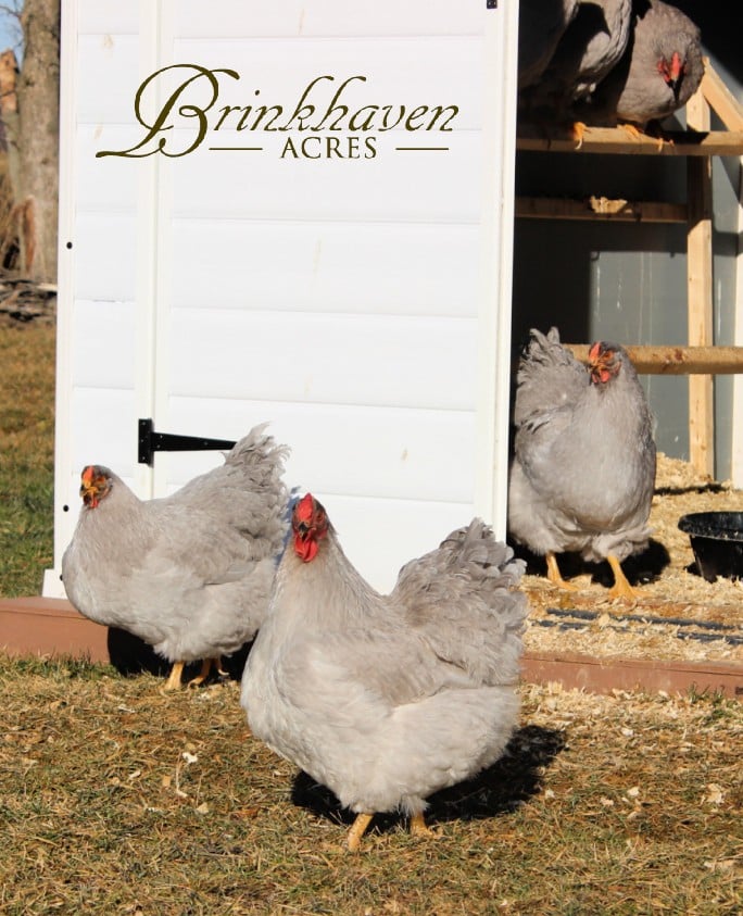 Lavender wyandotte unsexed chicks (shipping available!) on Farmish
