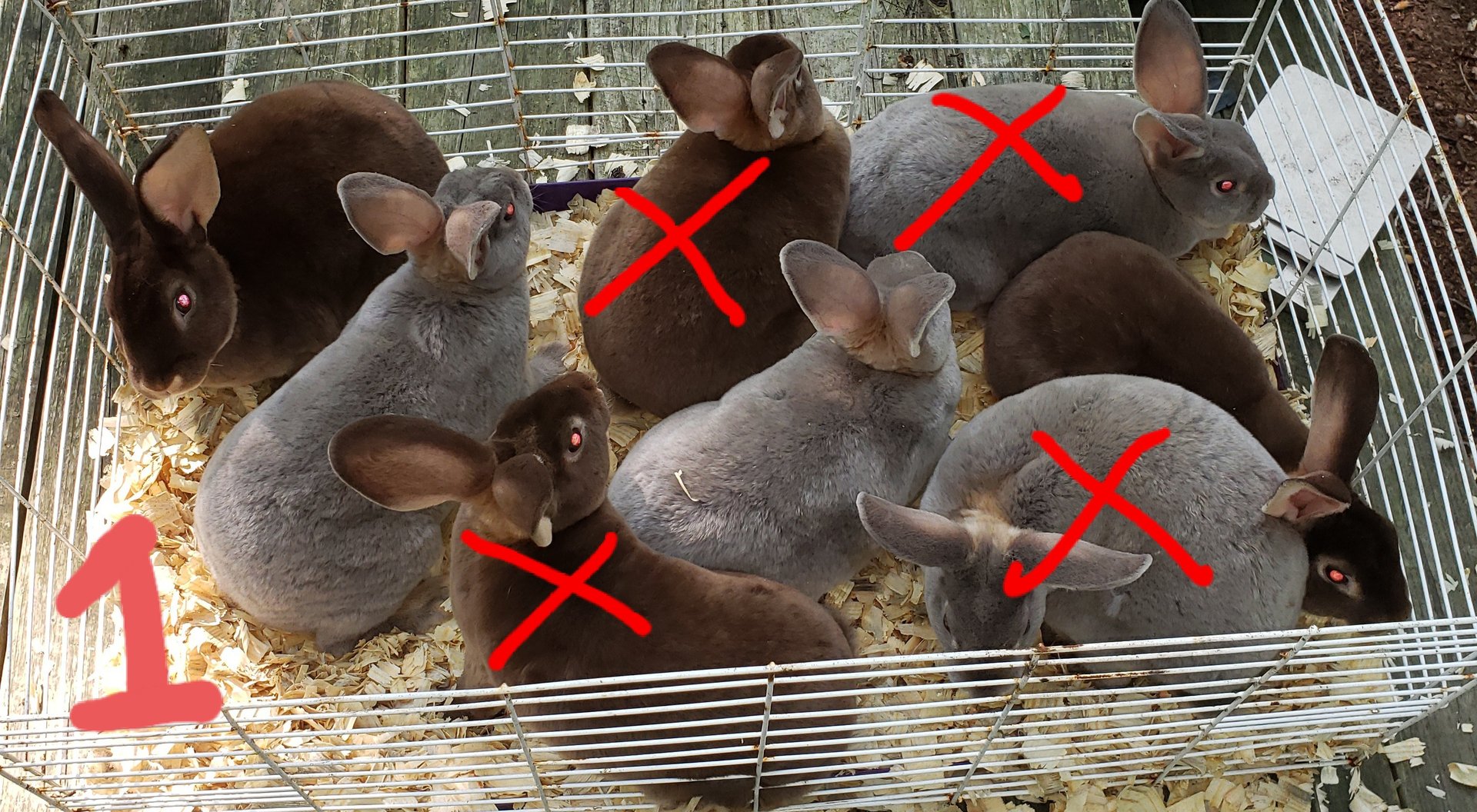 Pedigreed Rex Rabbits on Farmish