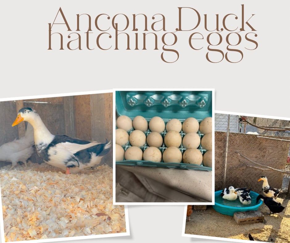 Ancona Duck Hatching Eggs on Farmish