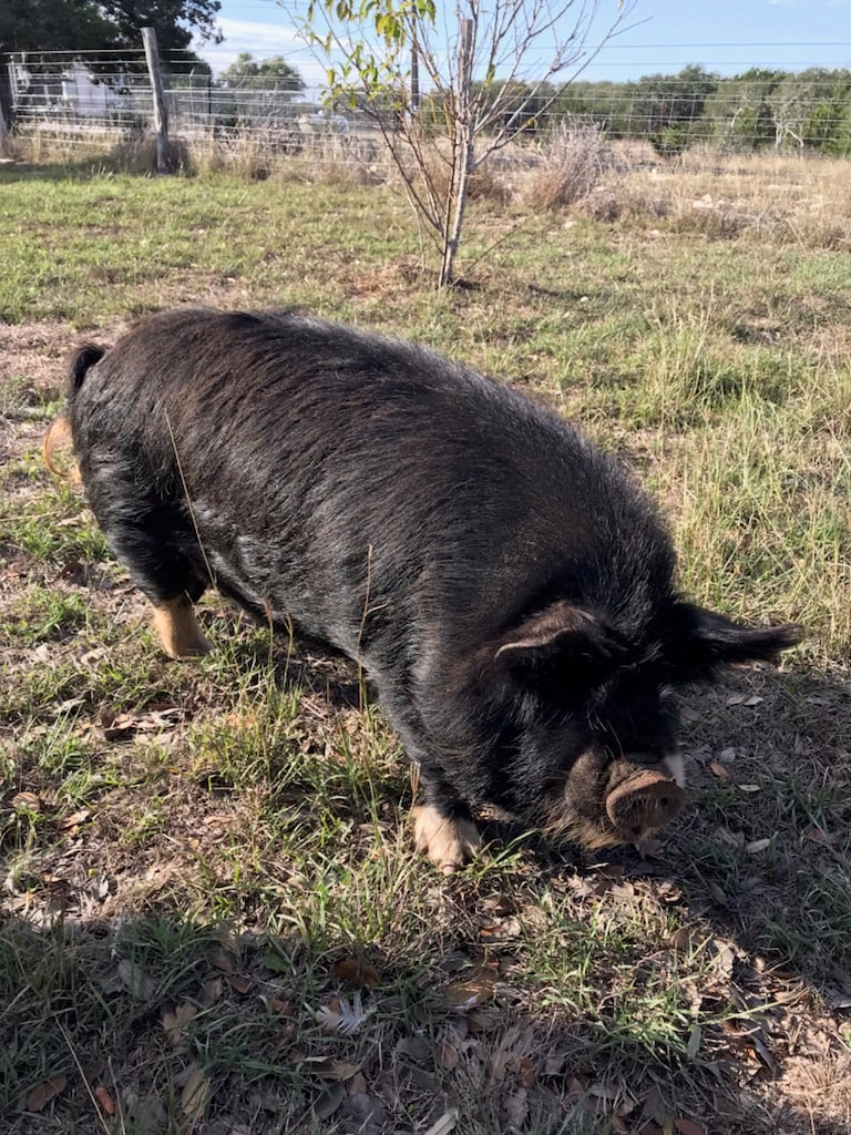 Pure Bred Intact Kunkune Boar on Farmish