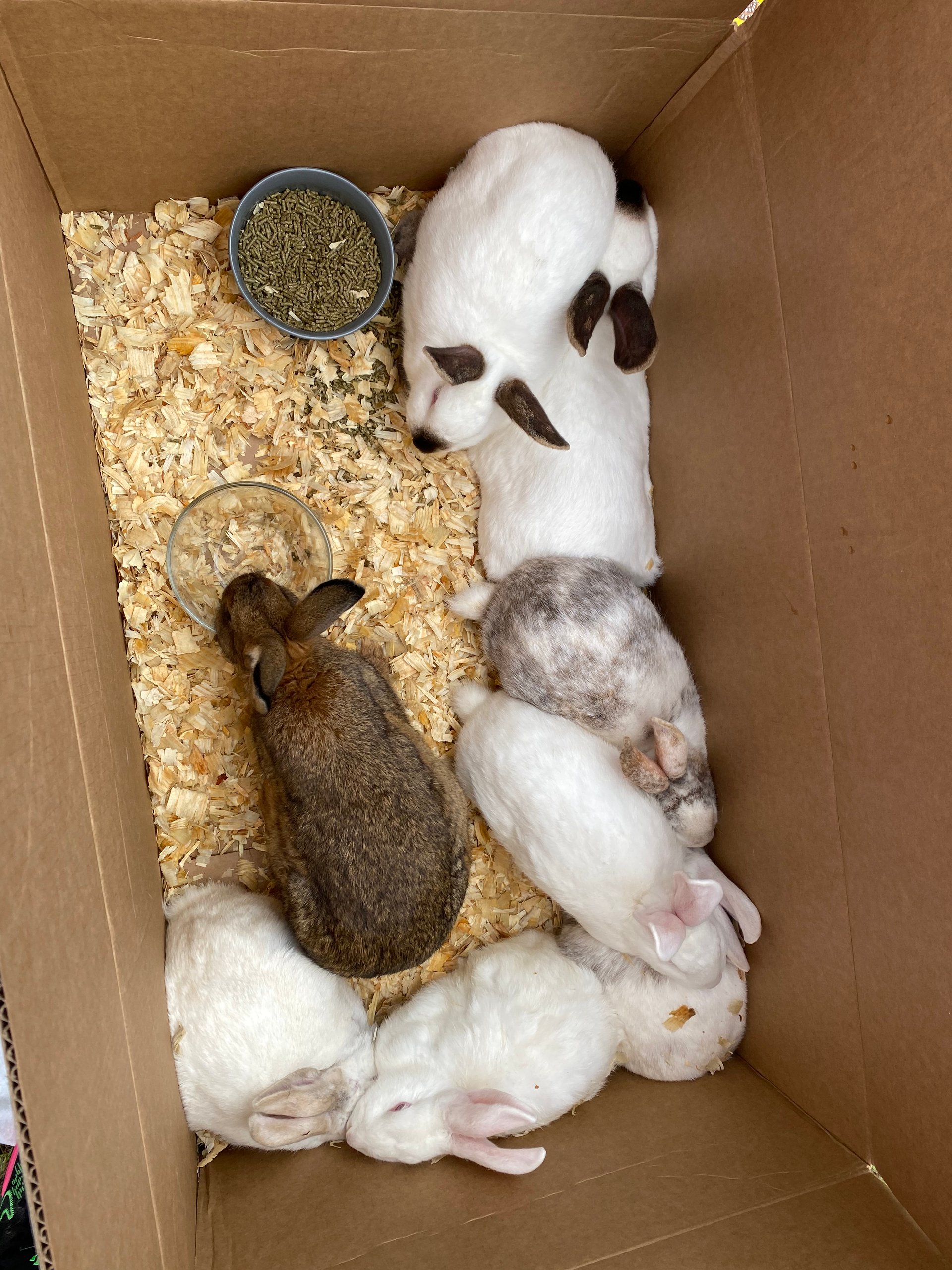Meat Rabbits (including TAMUK) on Farmish