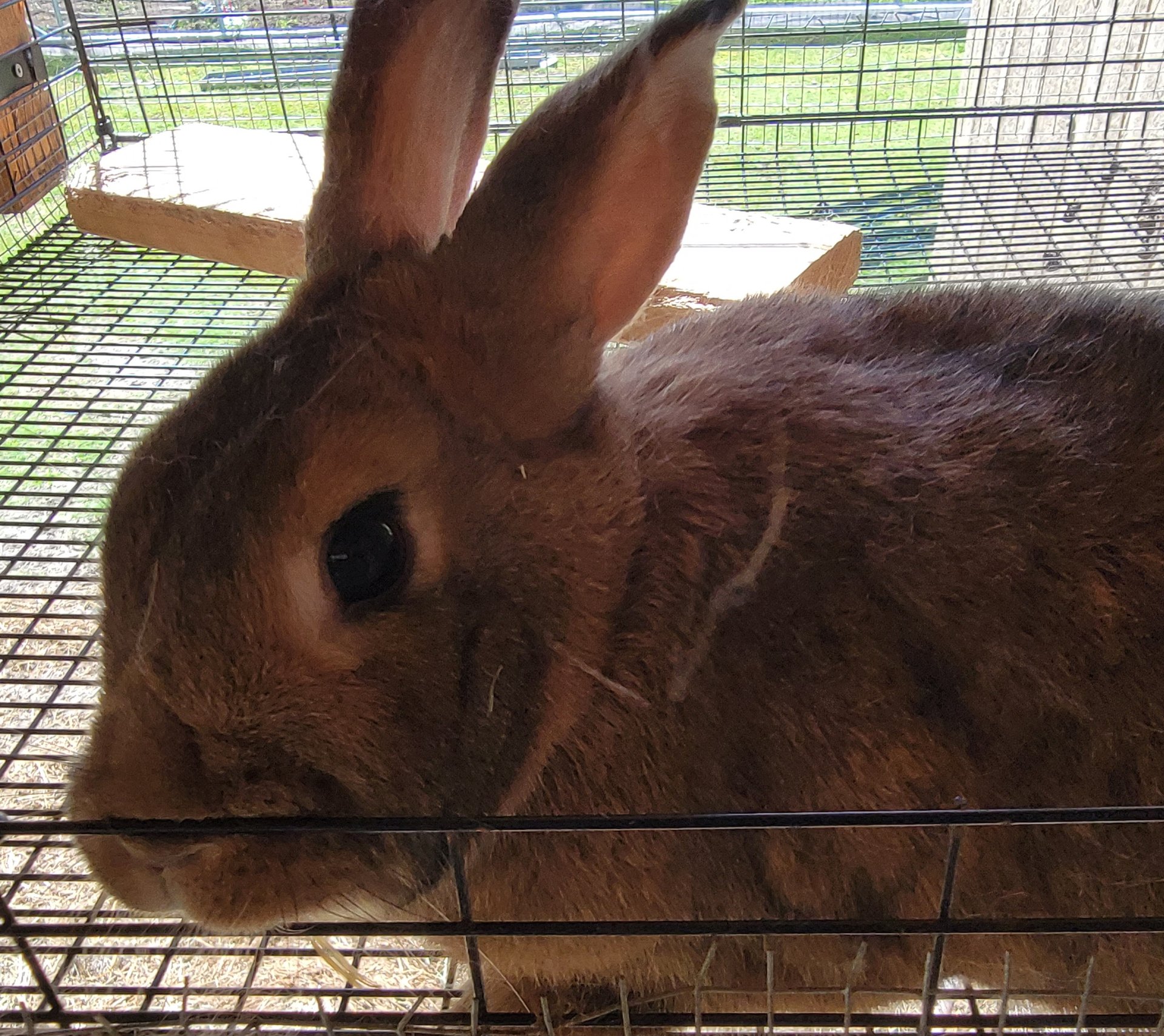 New Zealand doe rabbit on Farmish