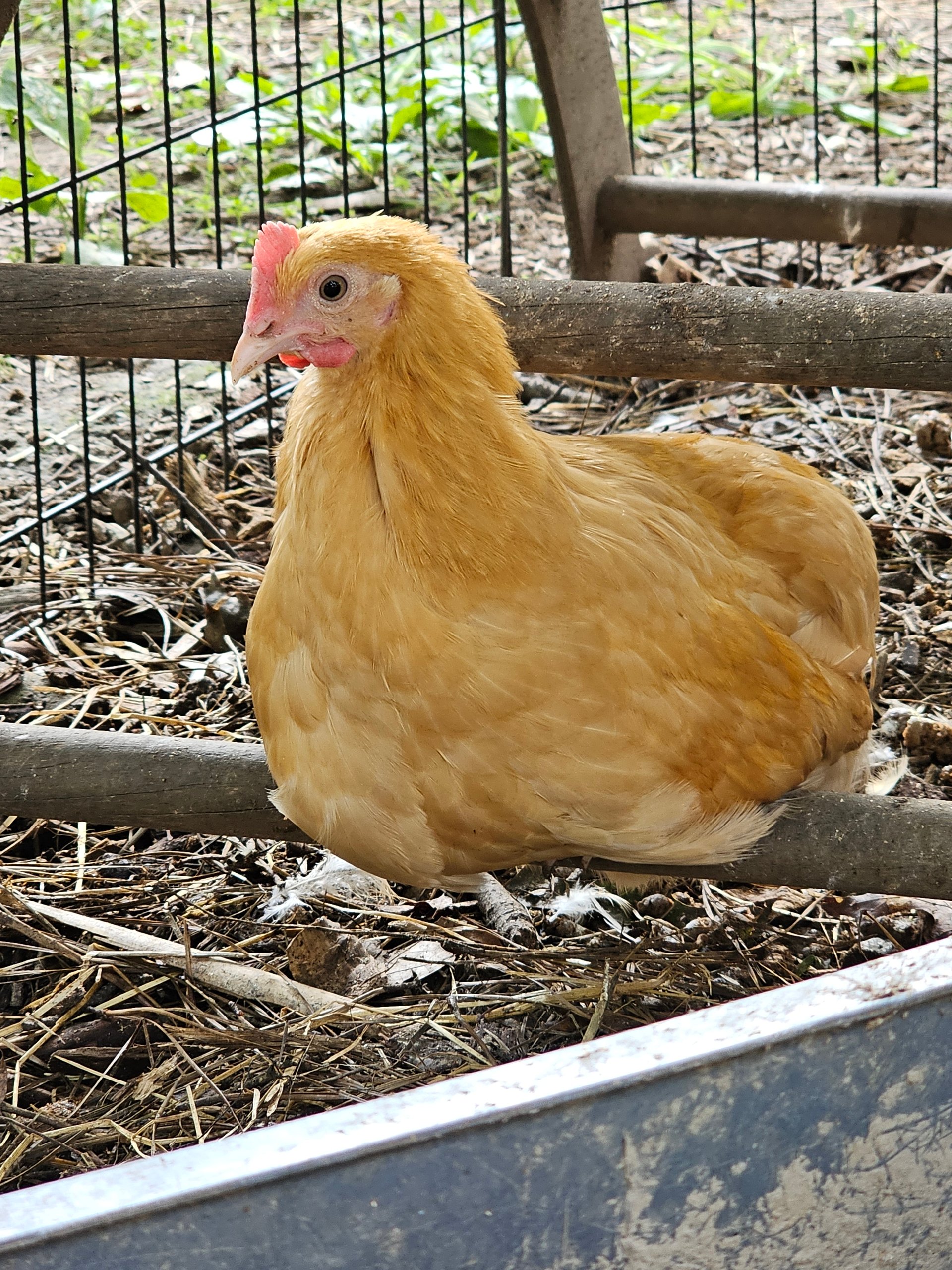 Buff Orpington Rooster on Farmish