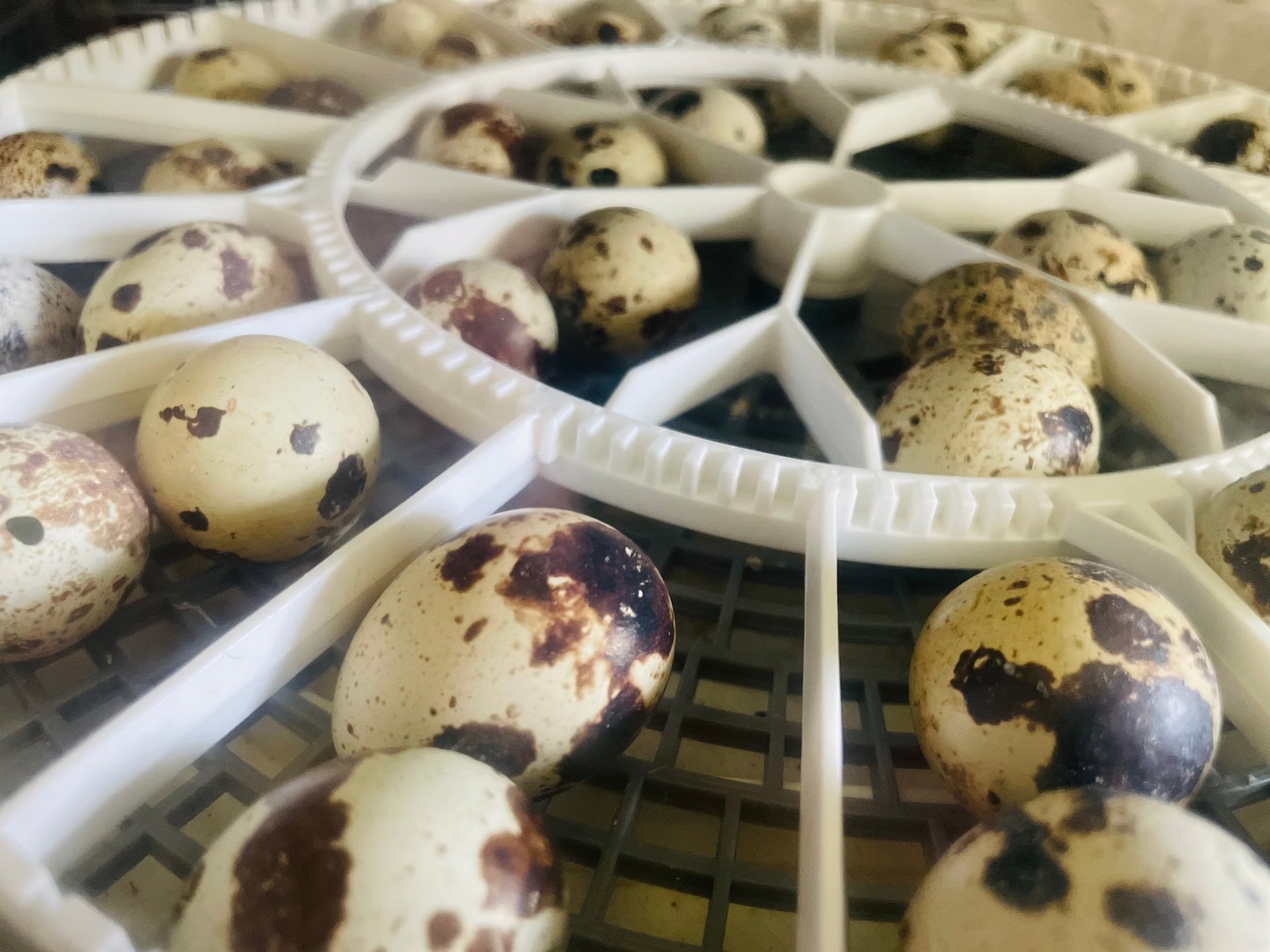 Fertilized Coturnix Quail Eggs - 1 Dozen on Farmish - Quail Egg Fertilization Frozen Thawed