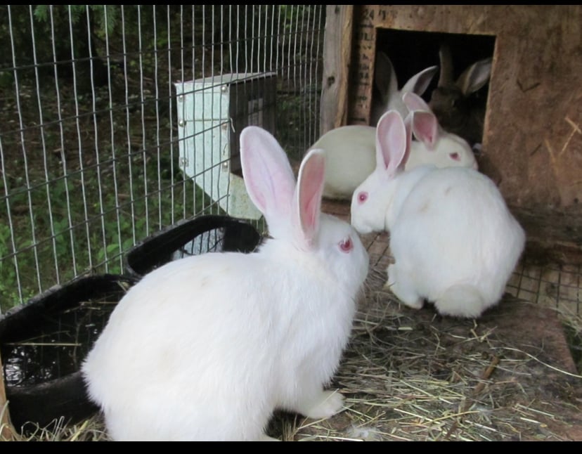 Live meat rabbits NZW/Californians on Farmish