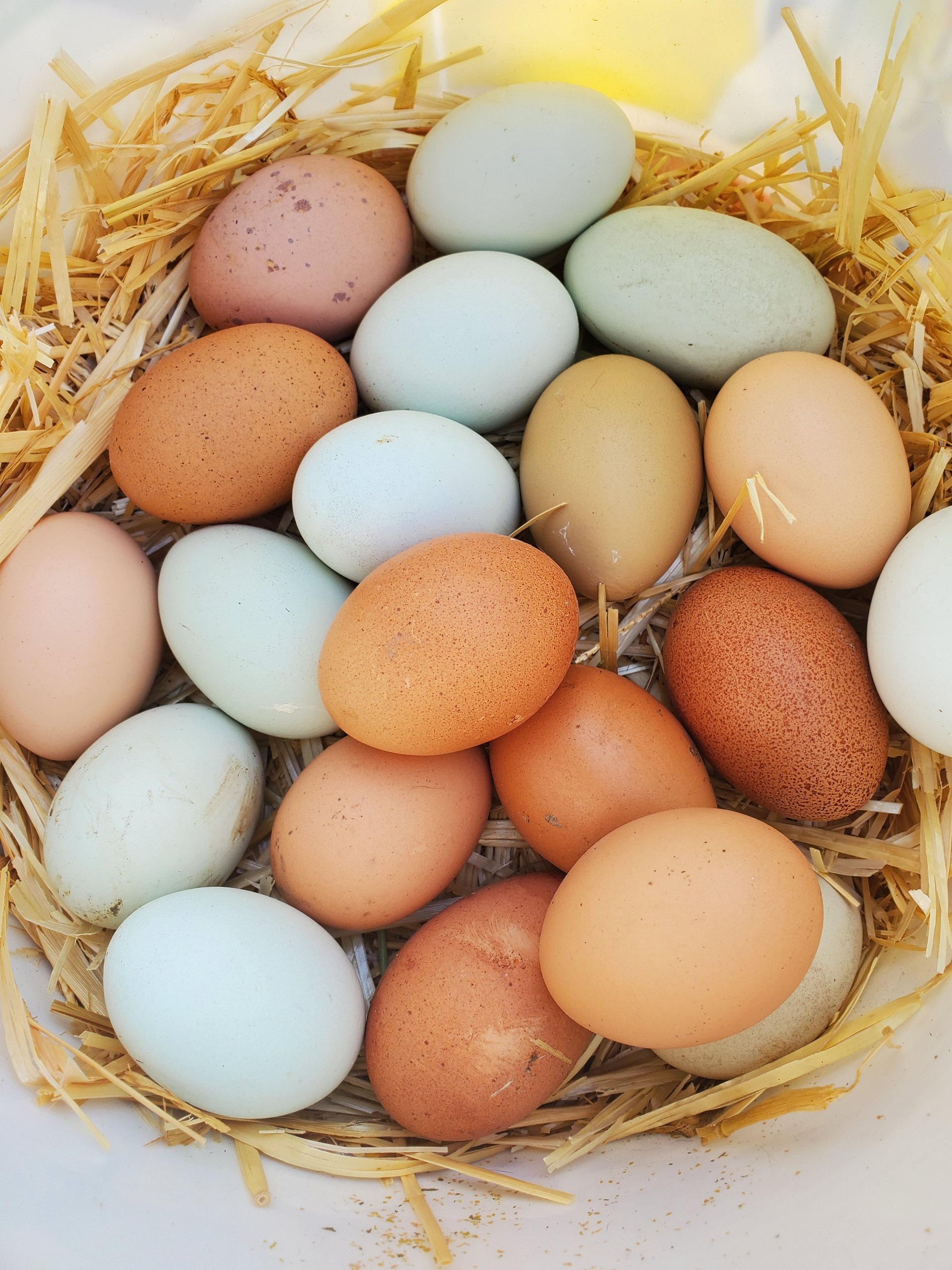 Rainbow Yard Eggs 🌈 🥚 on Farmish