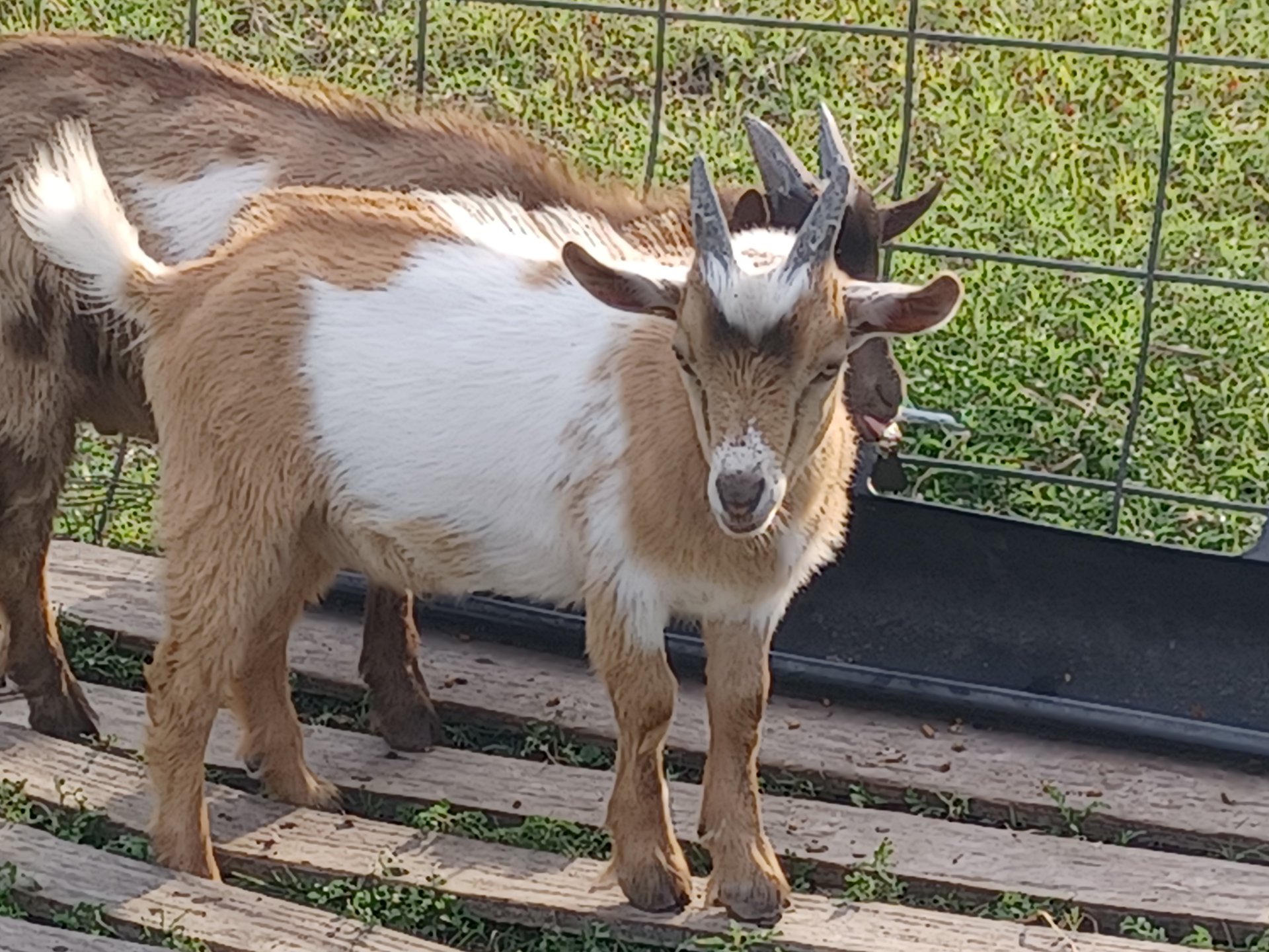Nigerian Dwarf Goat kids on Farmish