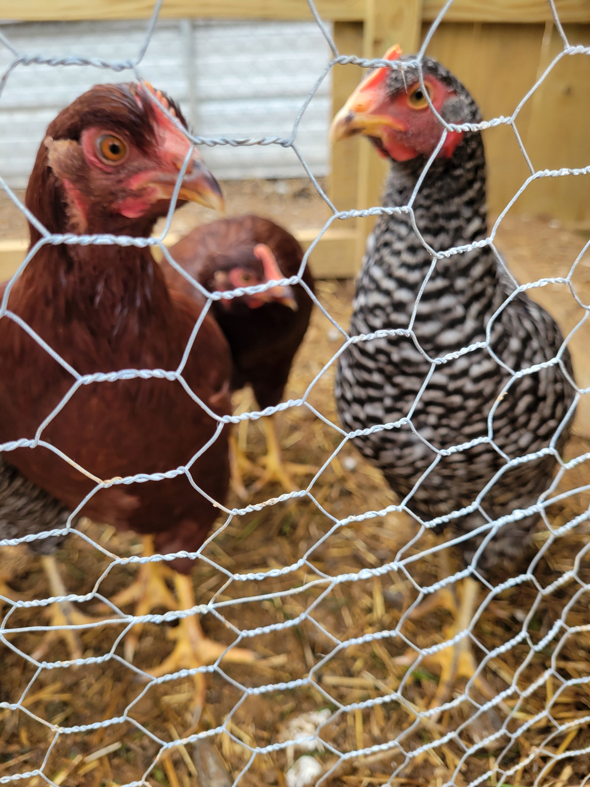 Pullets on Farmish