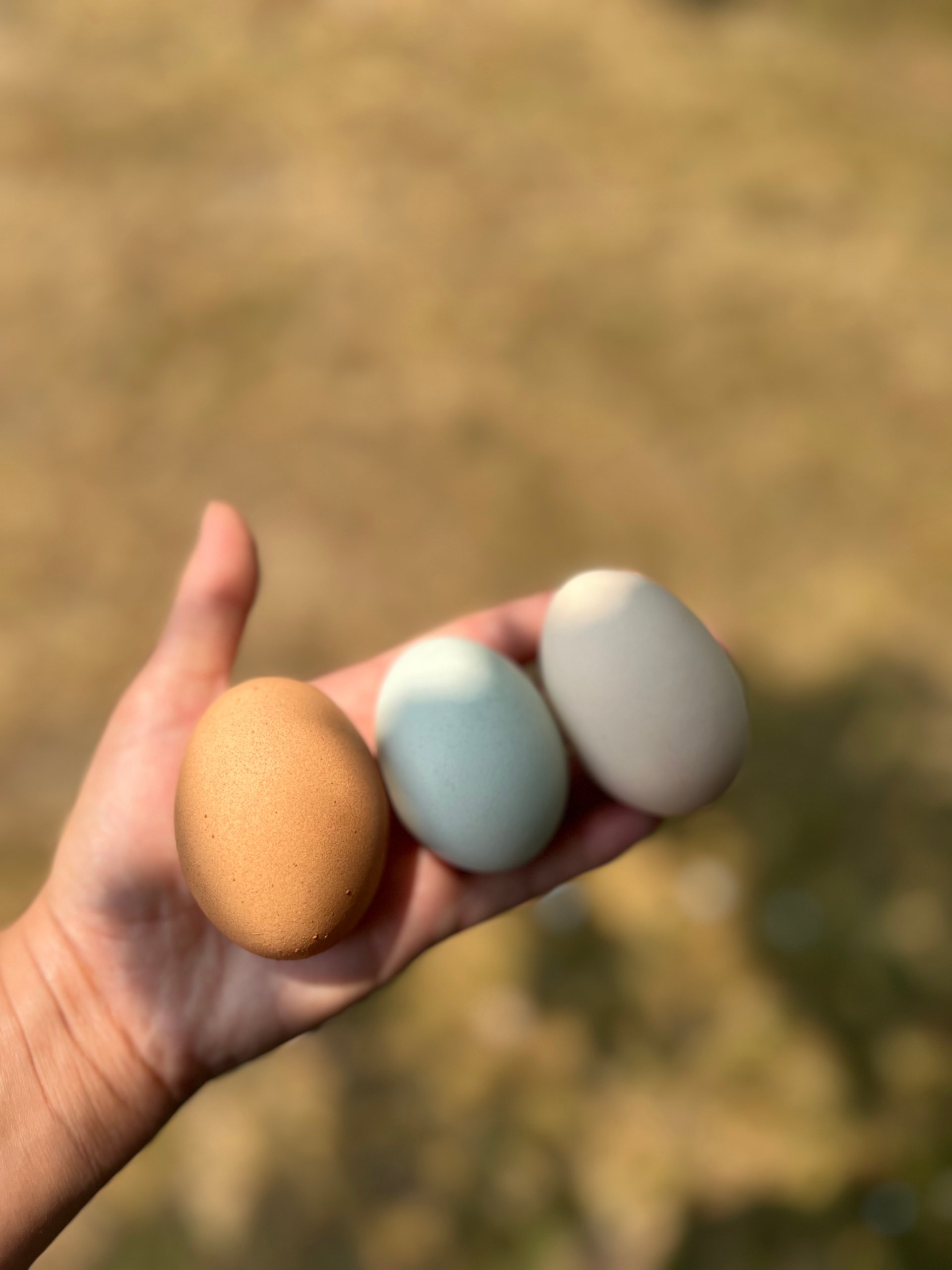 farm-fresh-unwashed-eggs-on-farmish