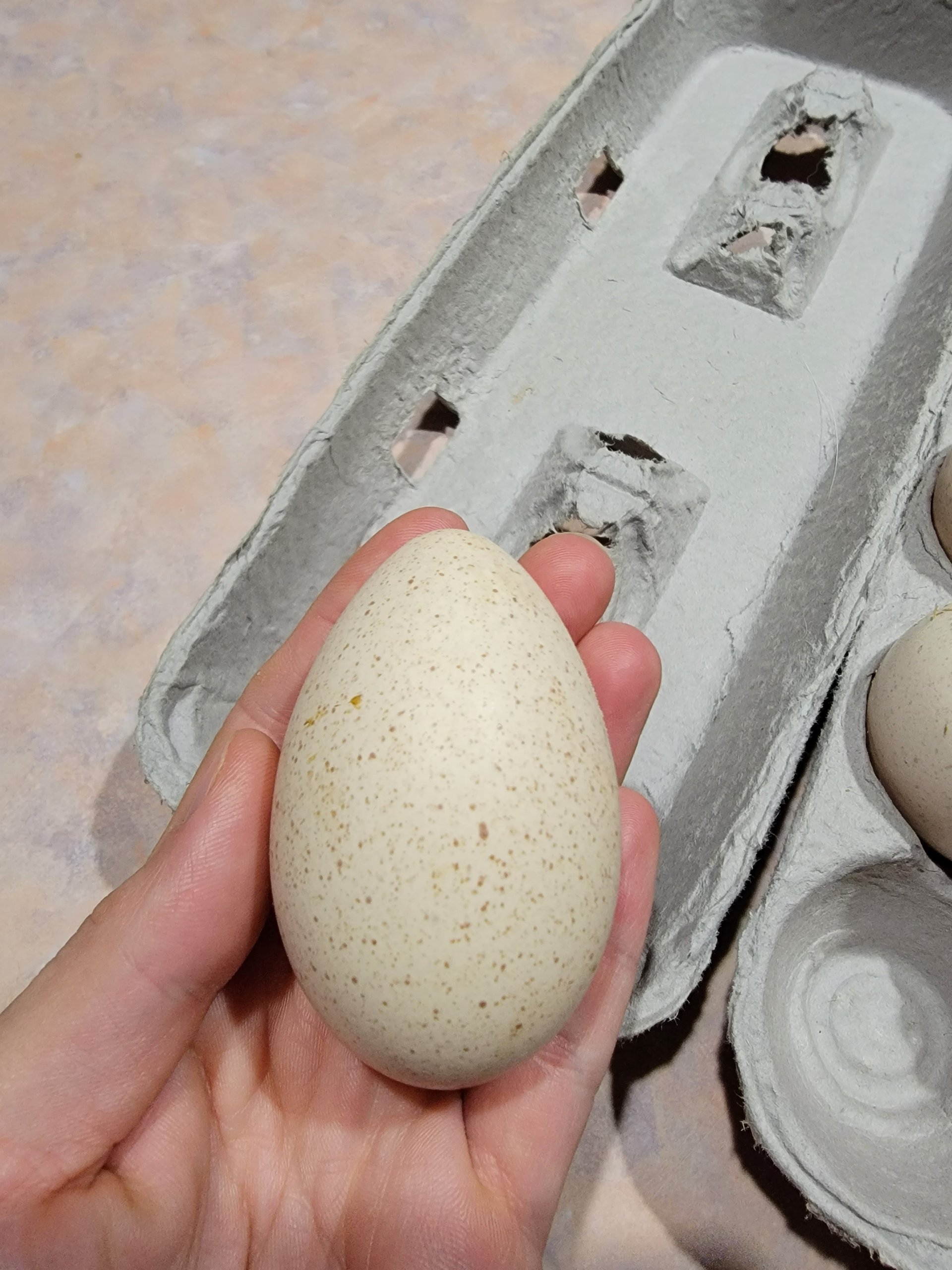 Bourbon Red Turkey Eggs Hatching on Farmish