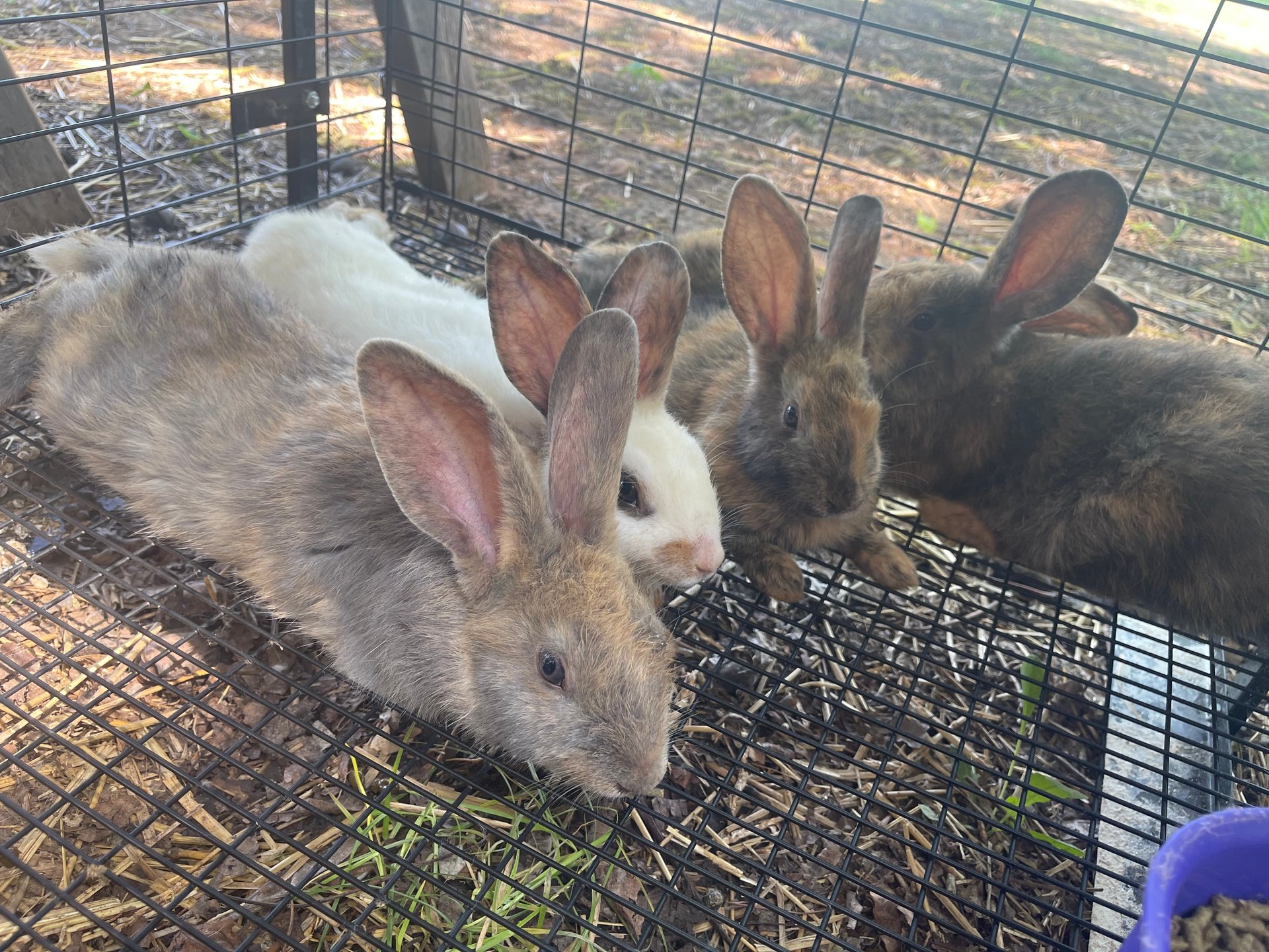 Rhinelander Rabbits on Farmish