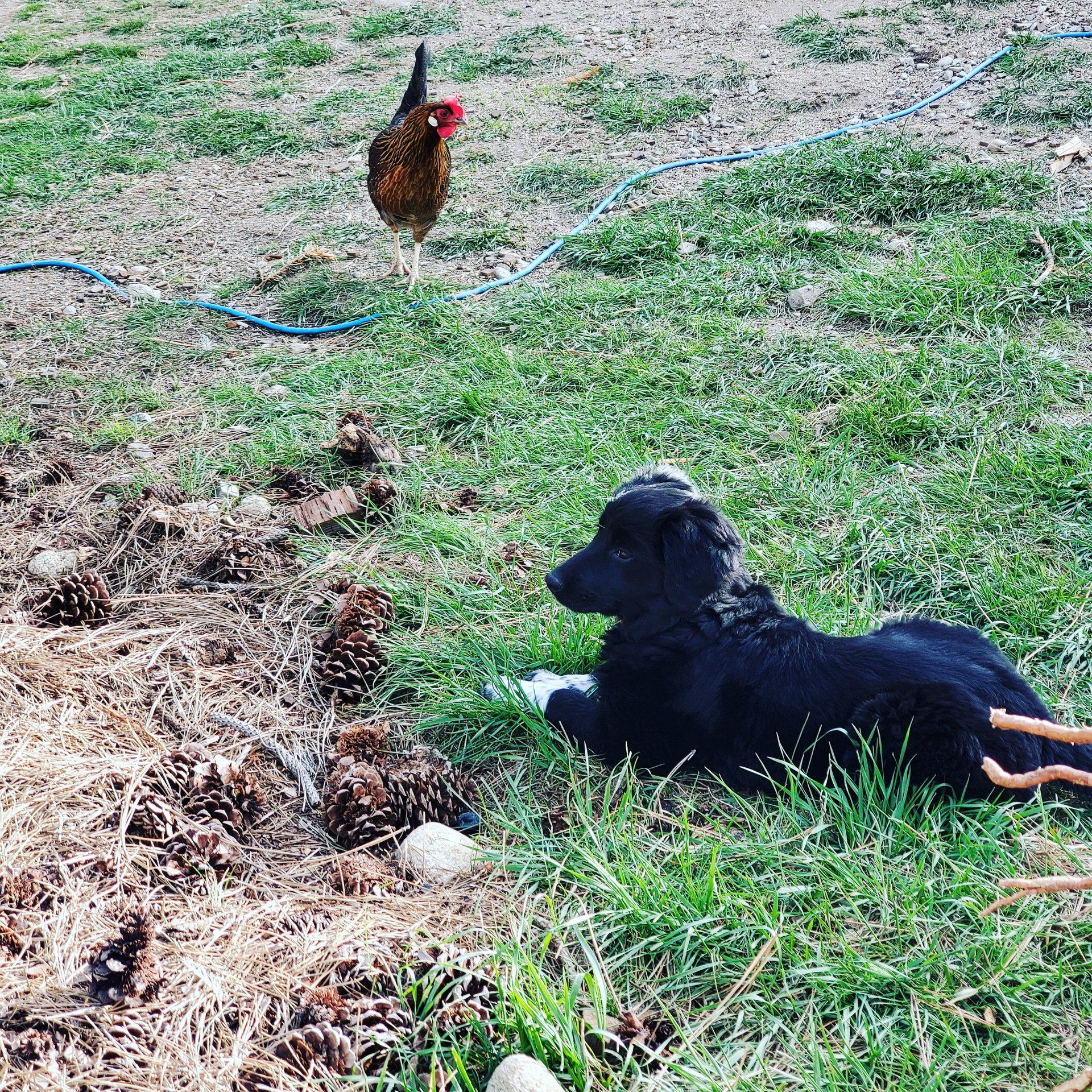 Free range chicken, duck & turkey eggs on Farmish