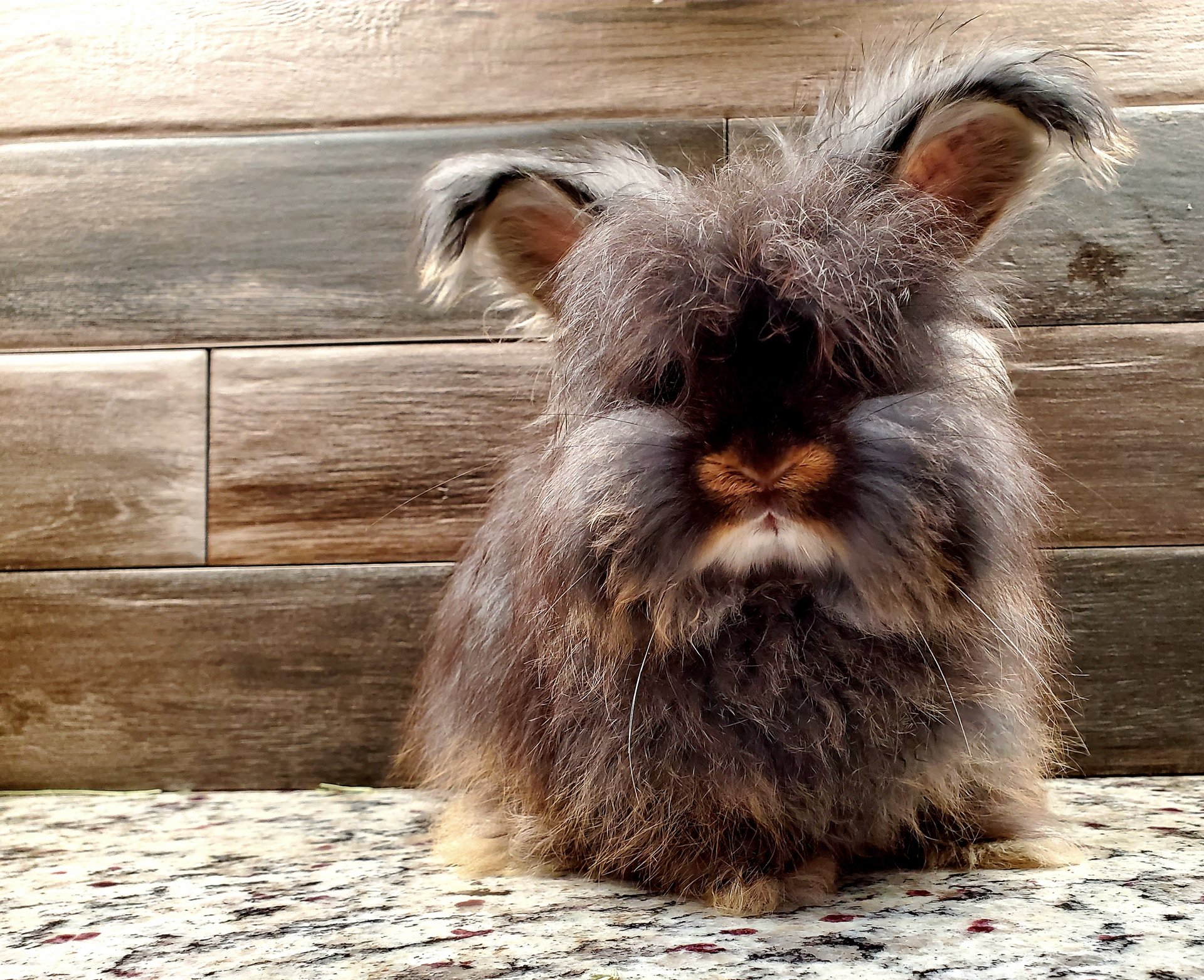 English Angora Rabbits on Farmish